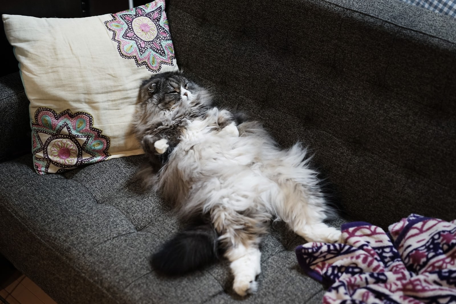 「酔っ払ってソファーで寝てるおっさんみたいなオス猫 | フリー素材のぱくたそ」の写真