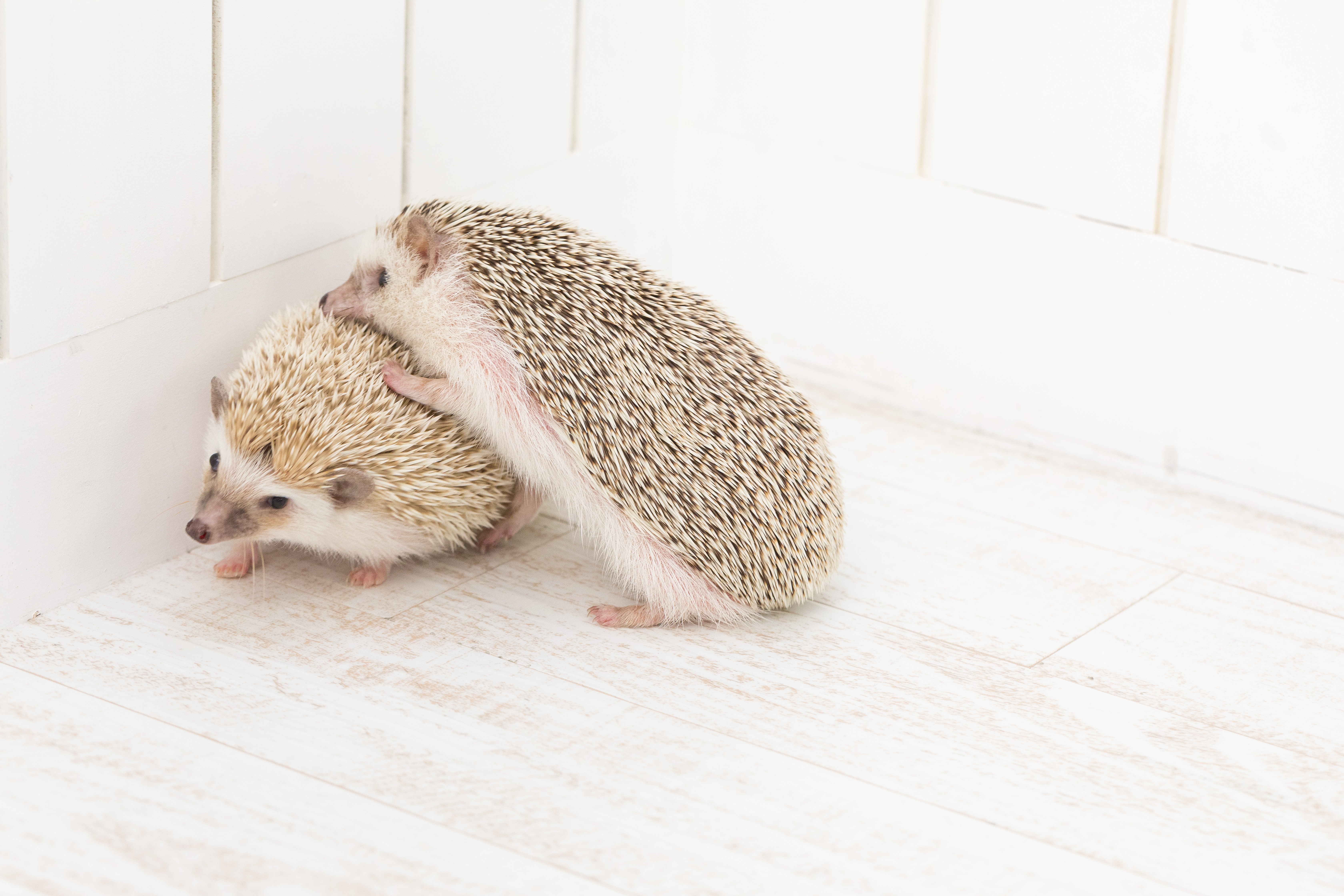 仲間と戯れるハリネズミ2匹の写真素材 ぱくたそ