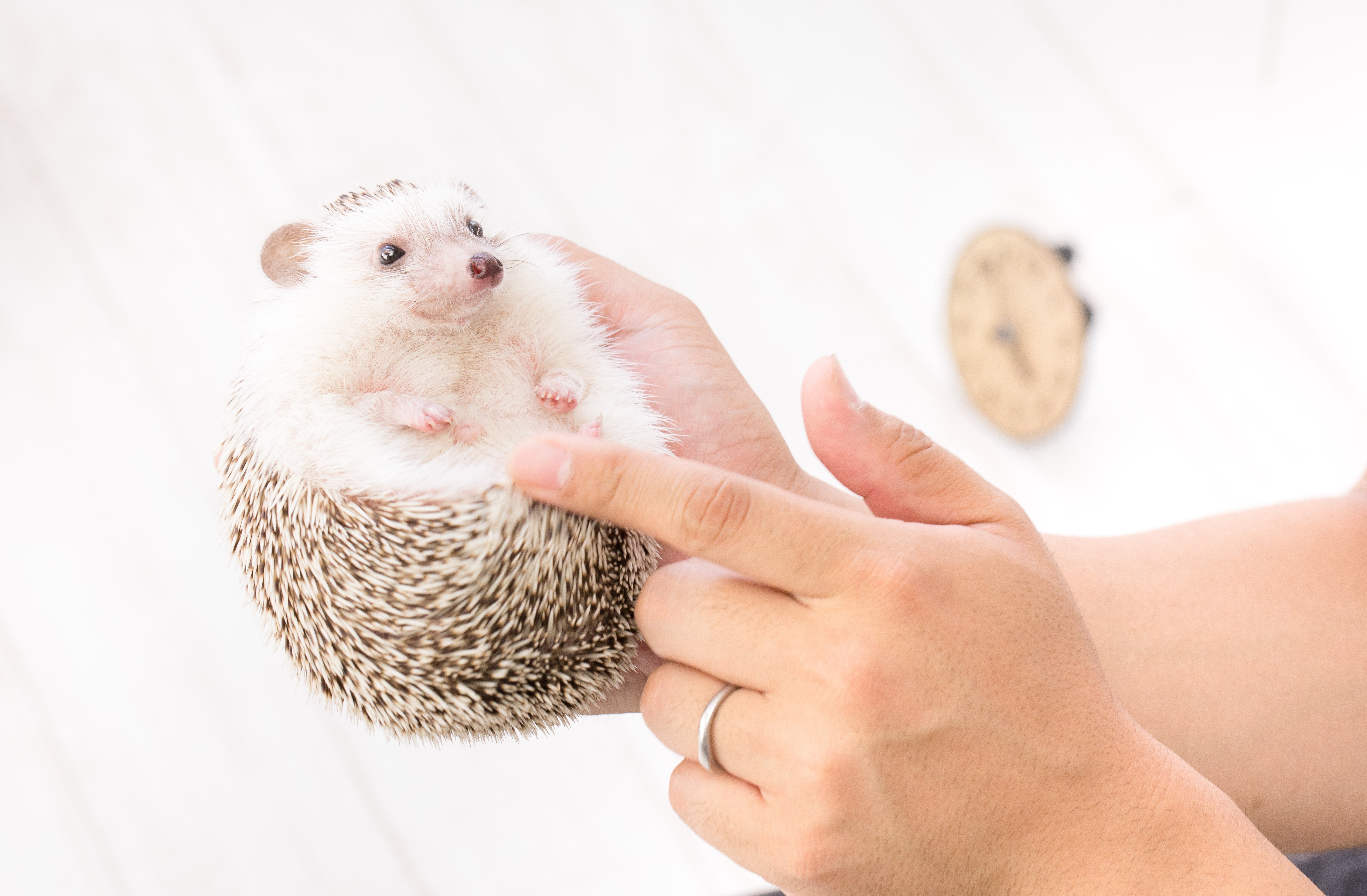 ハリネズミの小さくて可愛い手足の写真を無料ダウンロード フリー素材 ぱくたそ ハリネズミの小さくて可愛い手足の写真を無料ダウンロード フリー素材 ぱくたそ