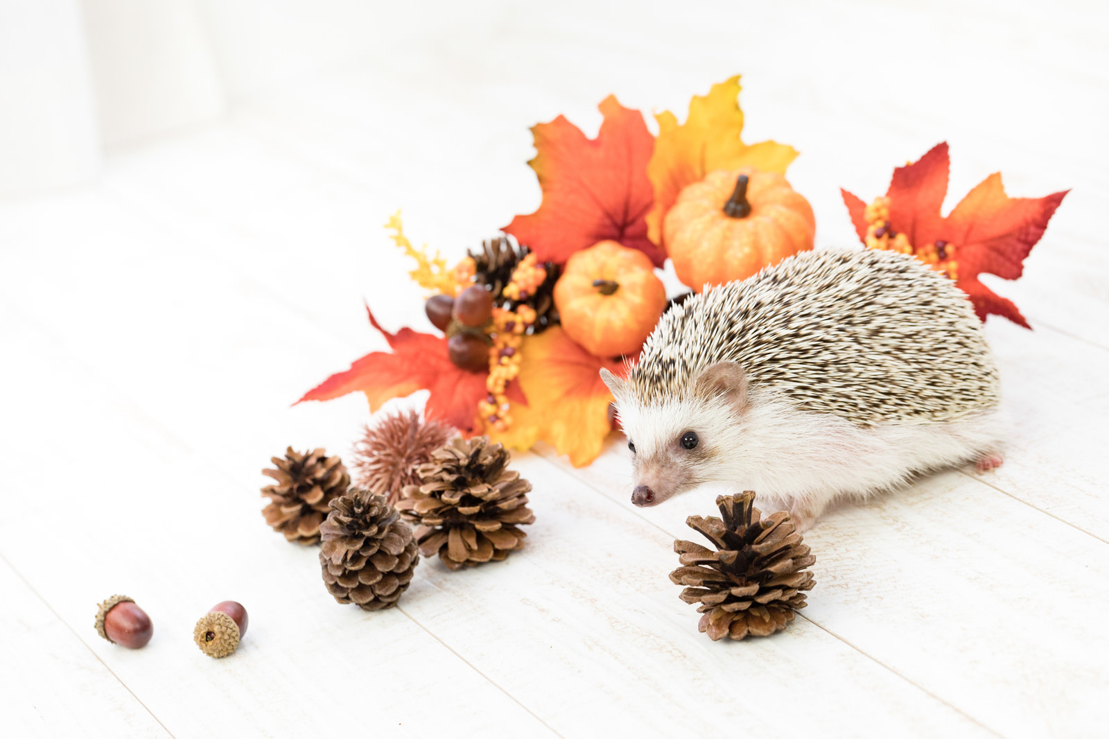 「秋の紅葉と小さなハリネズミ」の写真［モデル：ハリネズミ］