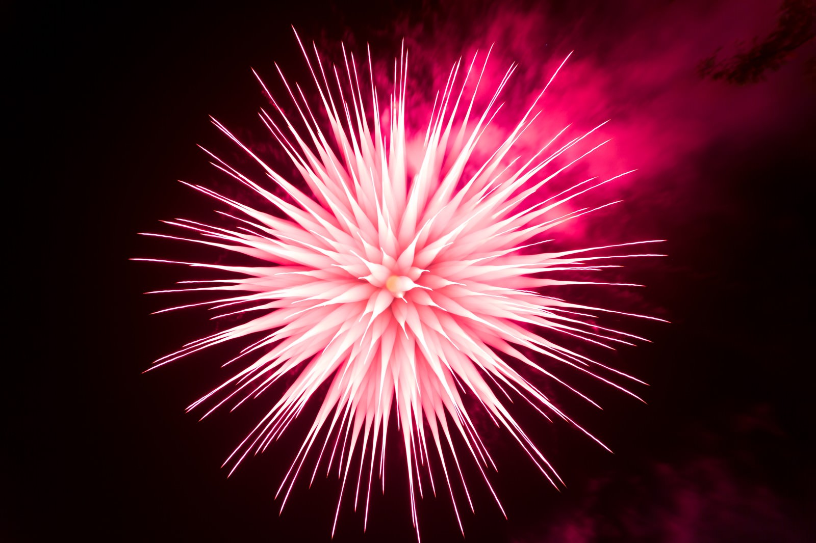 「ピントリングを回して撮影したイソギンチャク花火」の写真