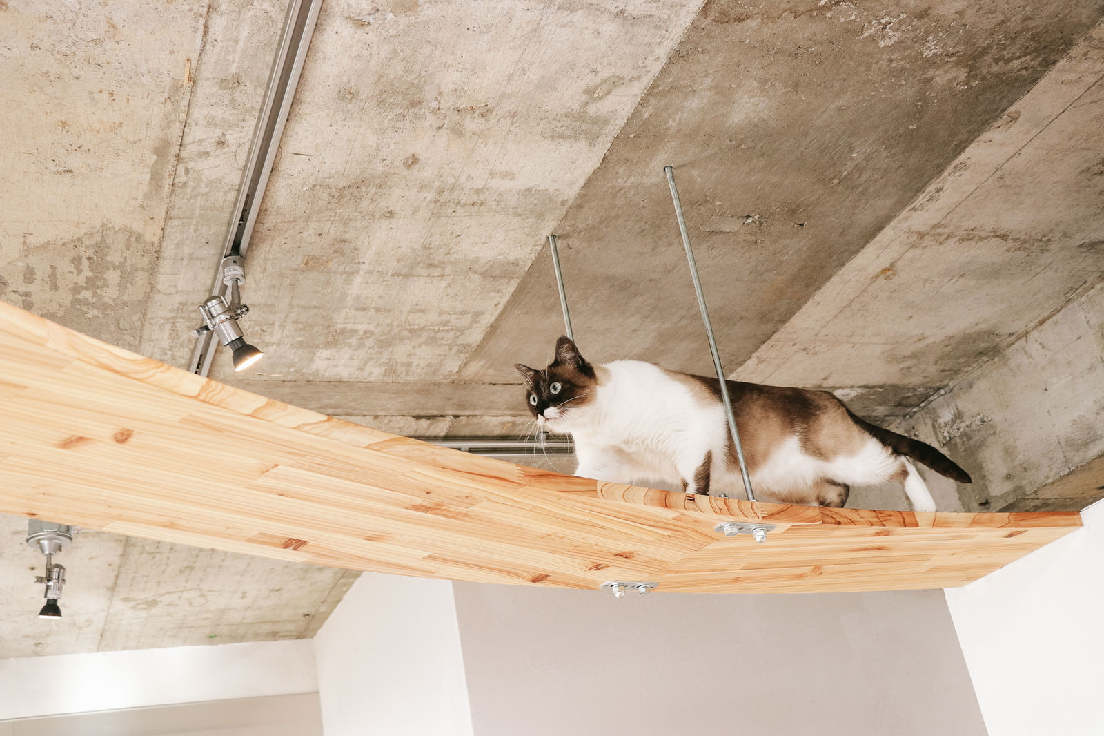 キャットウォークを歩くにゃんこの写真 画像 を無料ダウンロード フリー素材のぱくたそ キャットウォークを歩くにゃんこの写真 画像 を無料ダウンロード フリー素材のぱくたそ