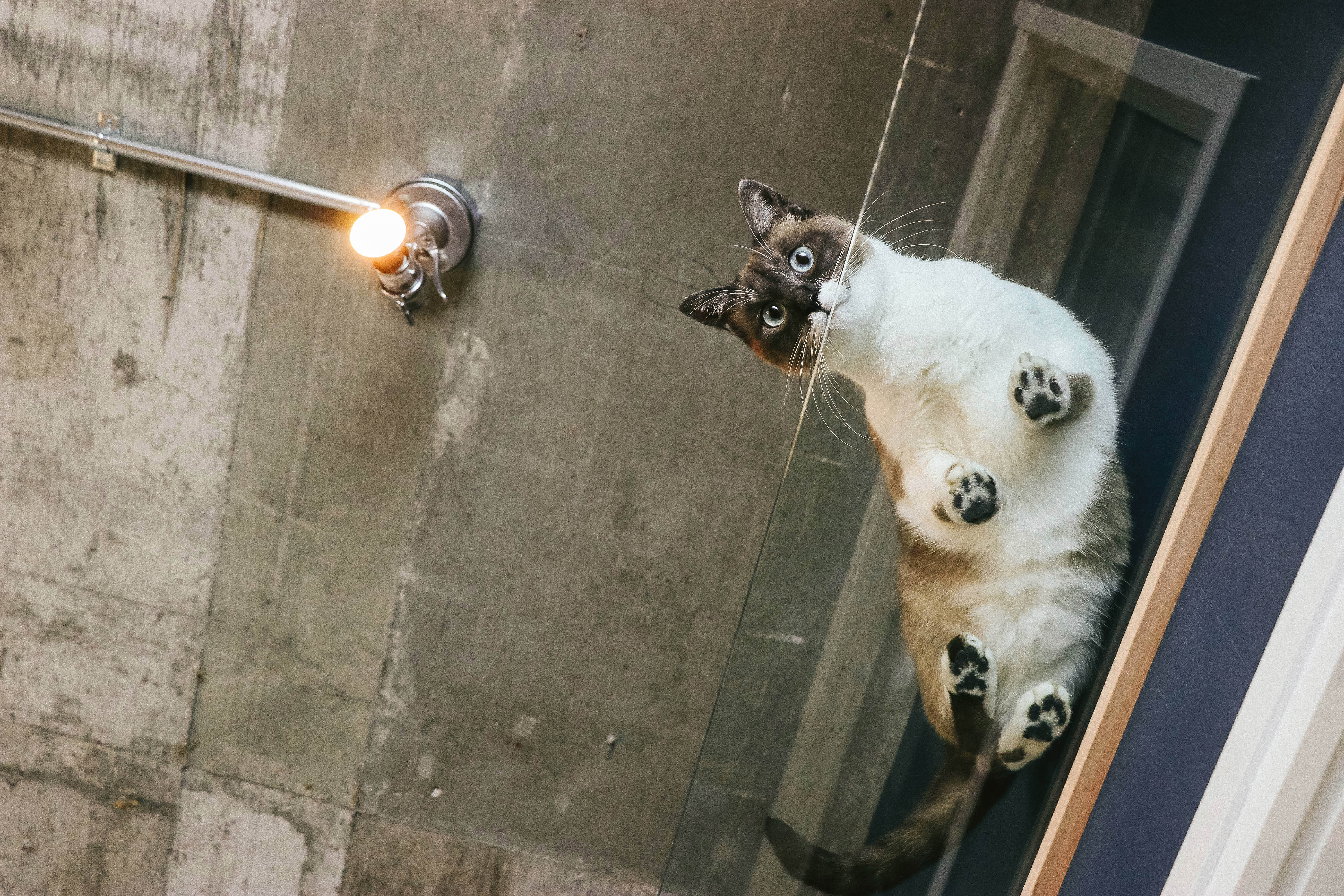猫と暮らす肉球ビュー 透明アクリル の写真を無料ダウンロード フリー素材 ぱくたそ
