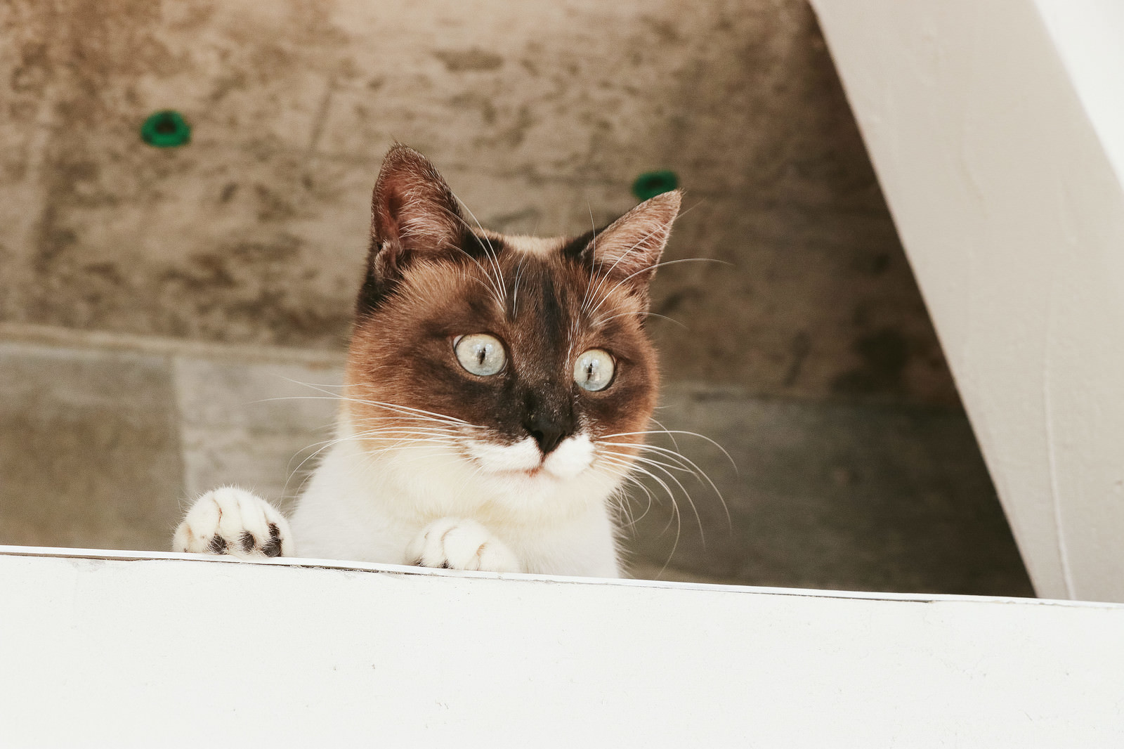「屋根裏にゃんこ」の写真［モデル：プー］