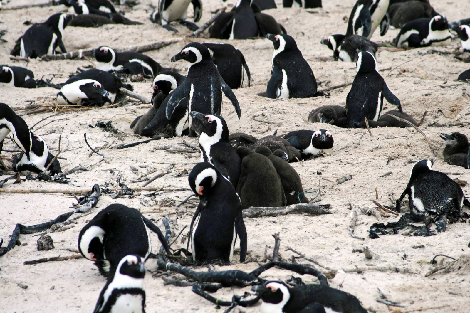 卵を温めるペンギンコロニーの写真を無料ダウンロード フリー素材 ぱくたそ