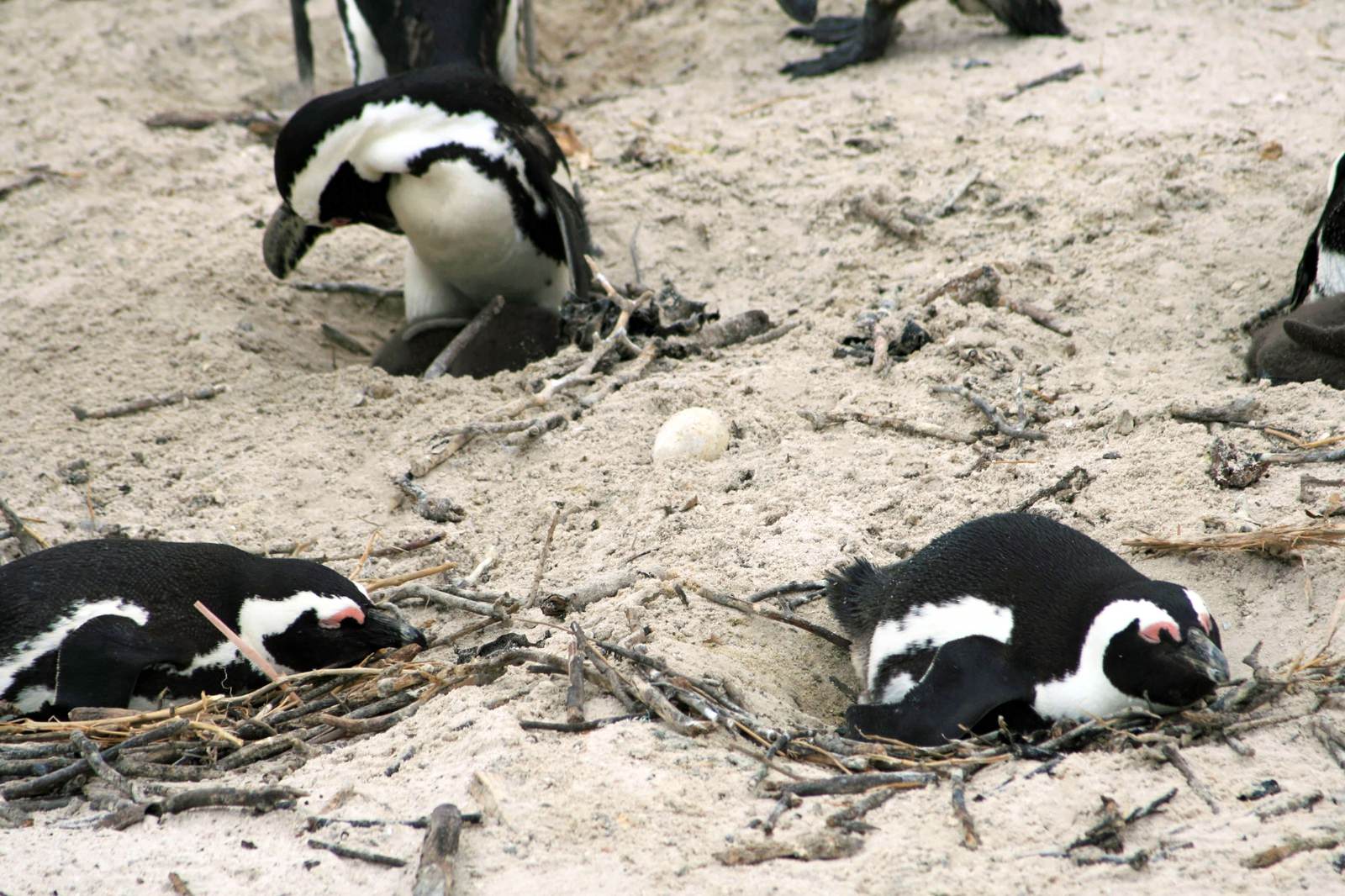 卵を温めるペンギンの群れの写真 画像 を無料ダウンロード フリー素材のぱくたそ