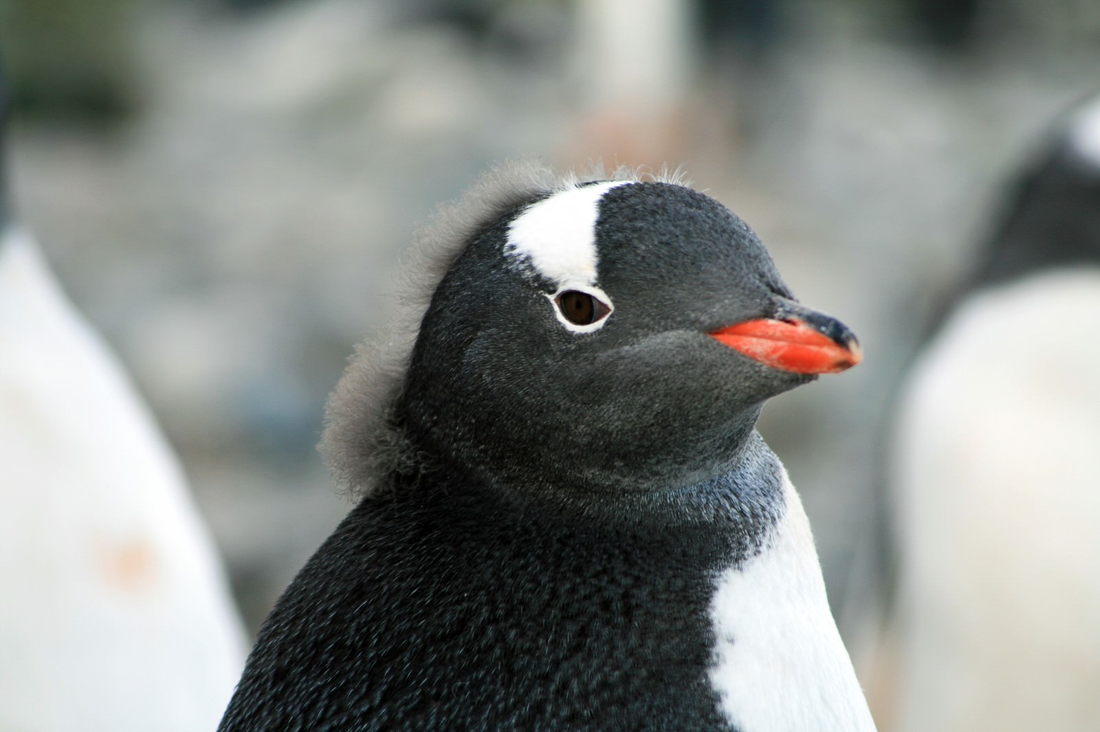 休み明け 月曜日のおまいら ペンギン の写真を無料ダウンロード フリー素材 ぱくたそ