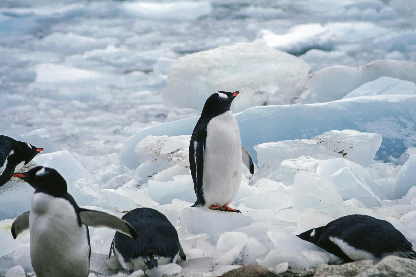 将来が不安なペンギンの写真 画像 フリー素材 ぱくたそ