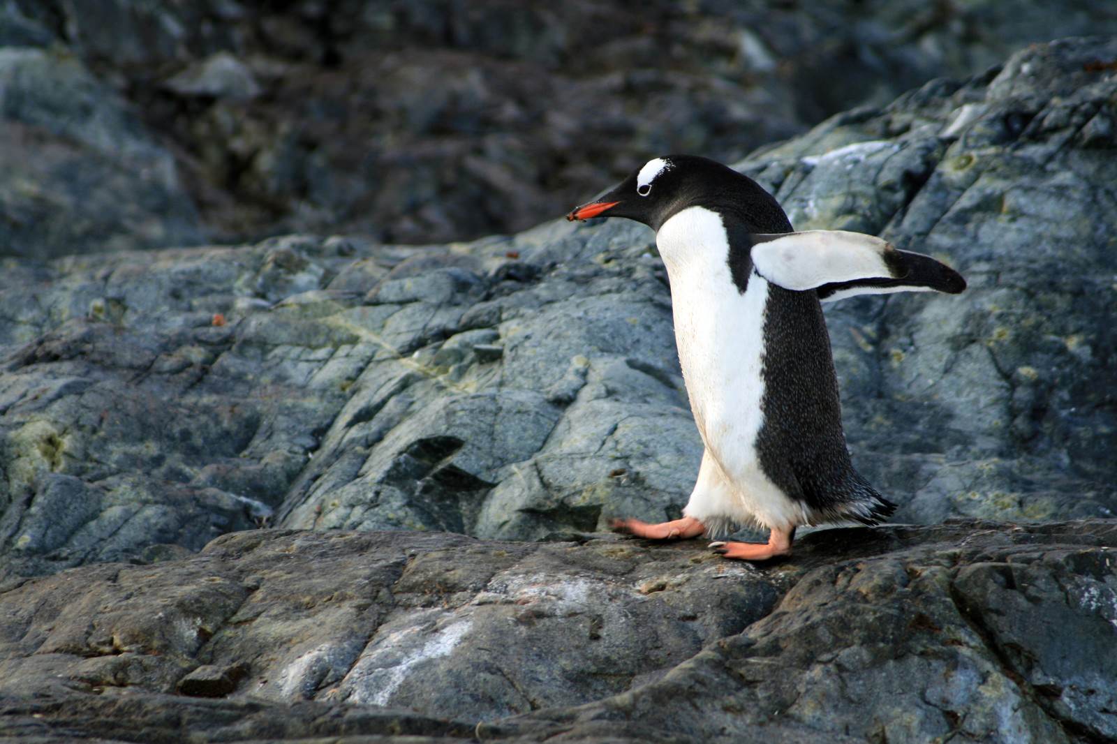 走るペンギンのフリー素材 ぱくたそ