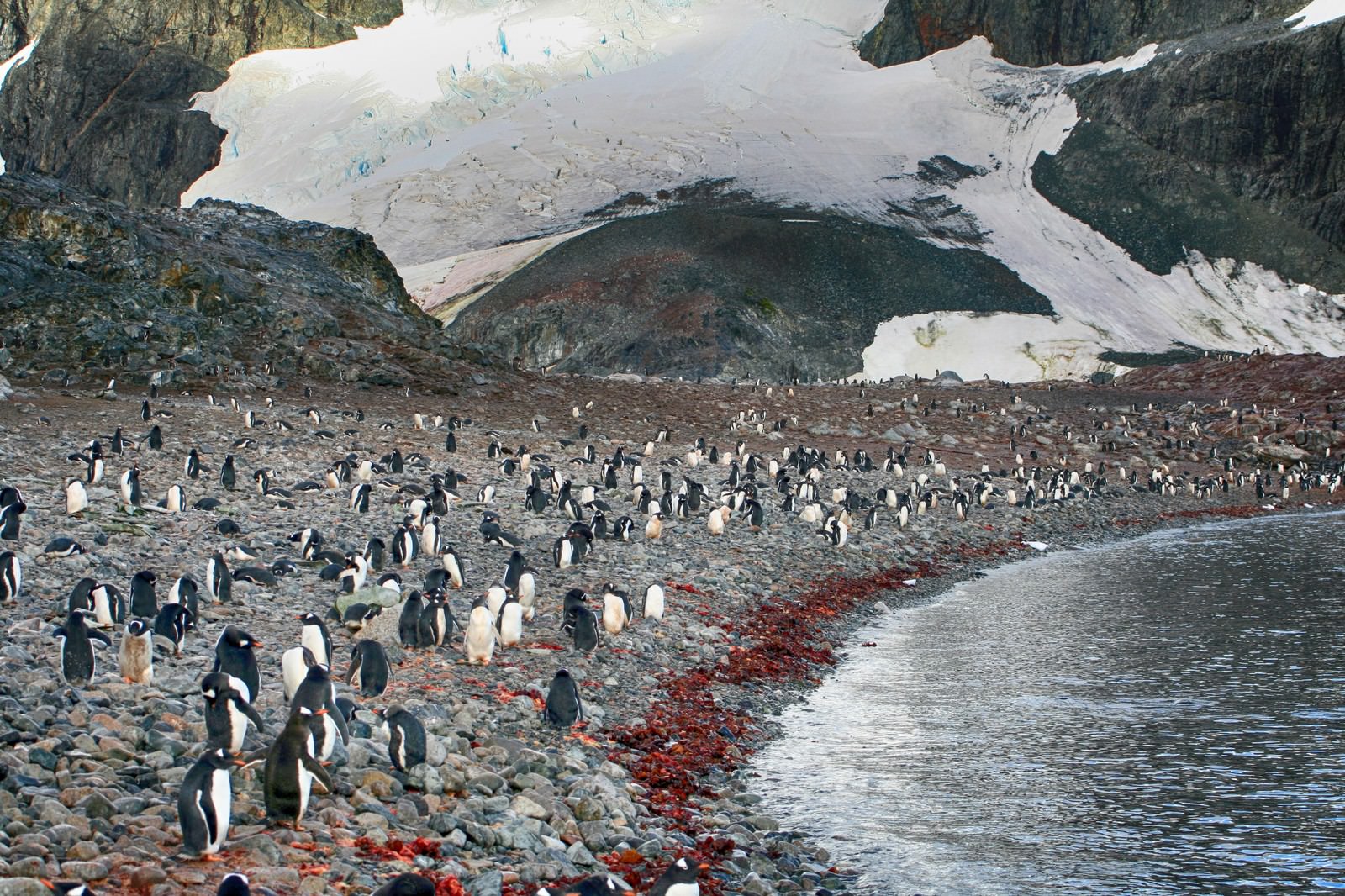 クーパービル島の住人 ペンギン の写真を無料ダウンロード フリー素材 ぱくたそ
