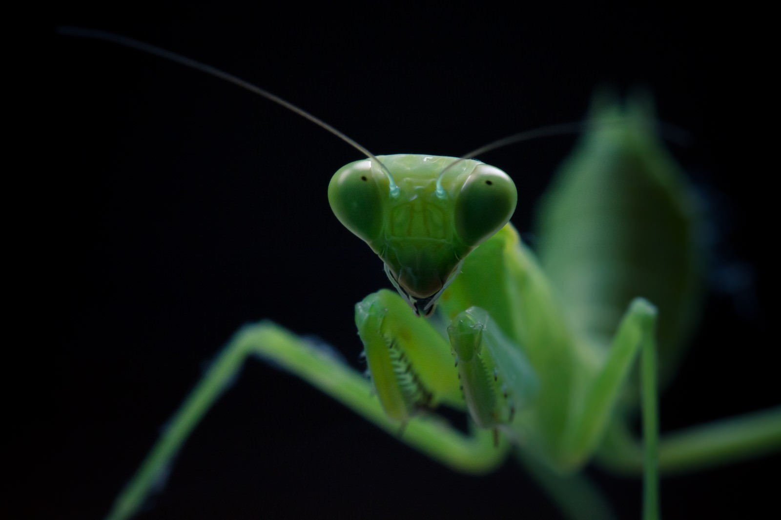 臨戦態勢のカマキリの写真素材を拡大 トリミング加工 ぱくたそ