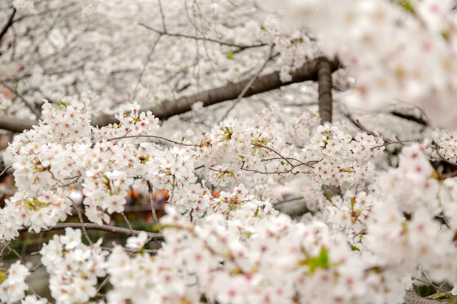 ãæ¥ã®å§ã¾ãæ¥ã®å§ã¾ããã®ããªã¼åçç´ æãæ¡å¤§