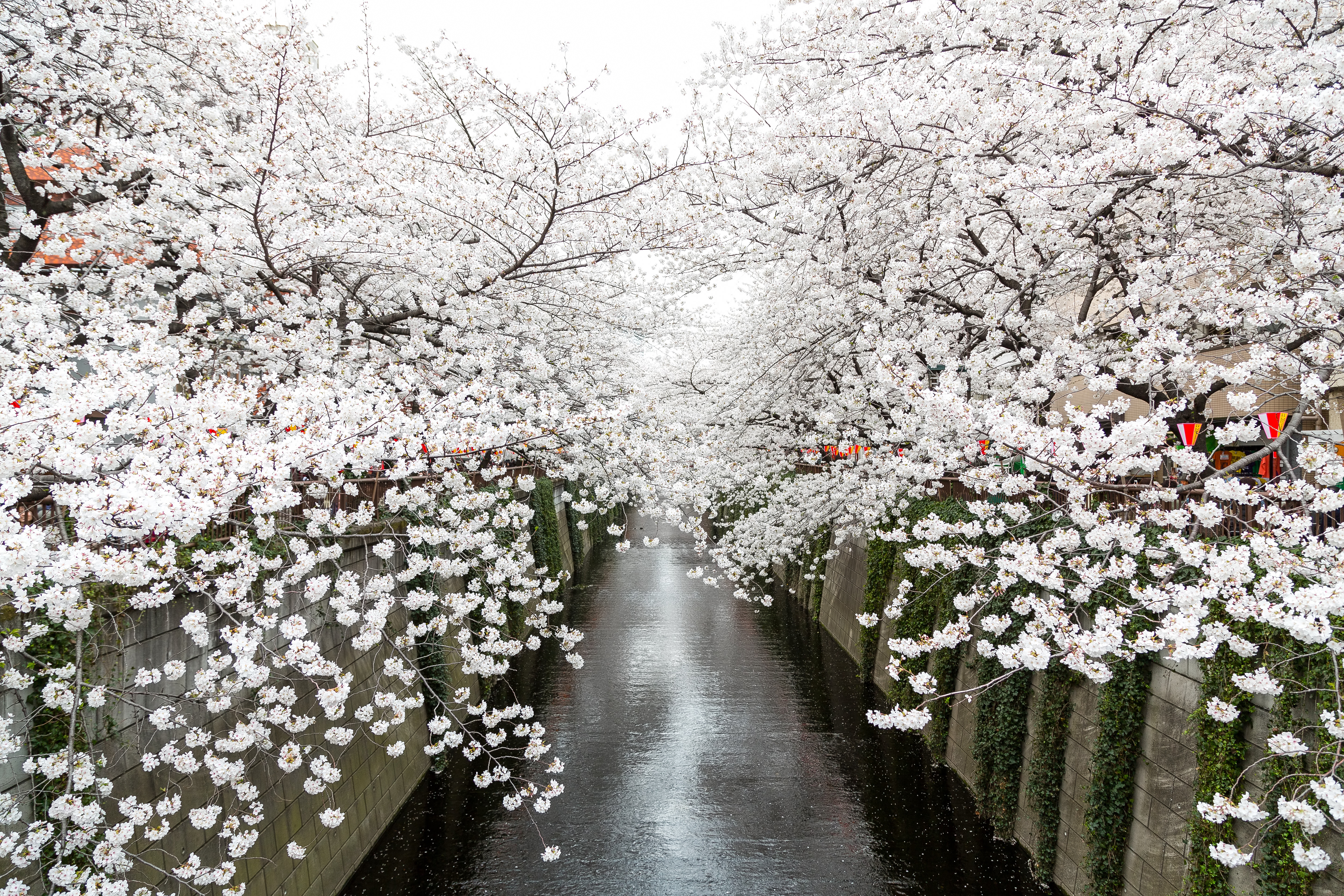 目黒川沿いの桜の写真素材 ぱくたそ