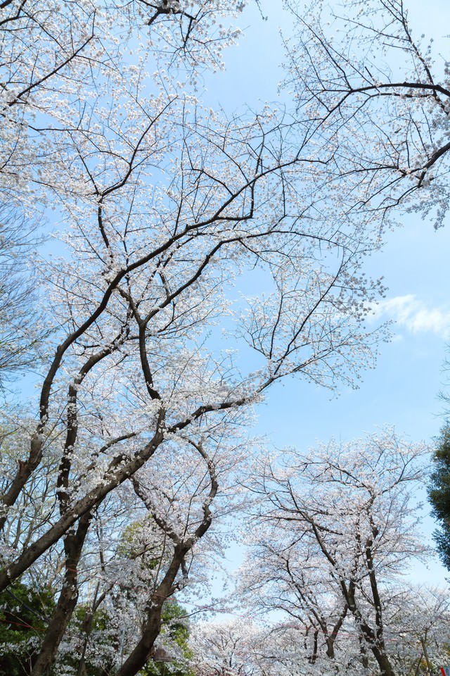 青空と桜の写真を無料ダウンロード フリー素材 ぱくたそ 青空と桜の写真を無料ダウンロード フリー素材 ぱくたそ