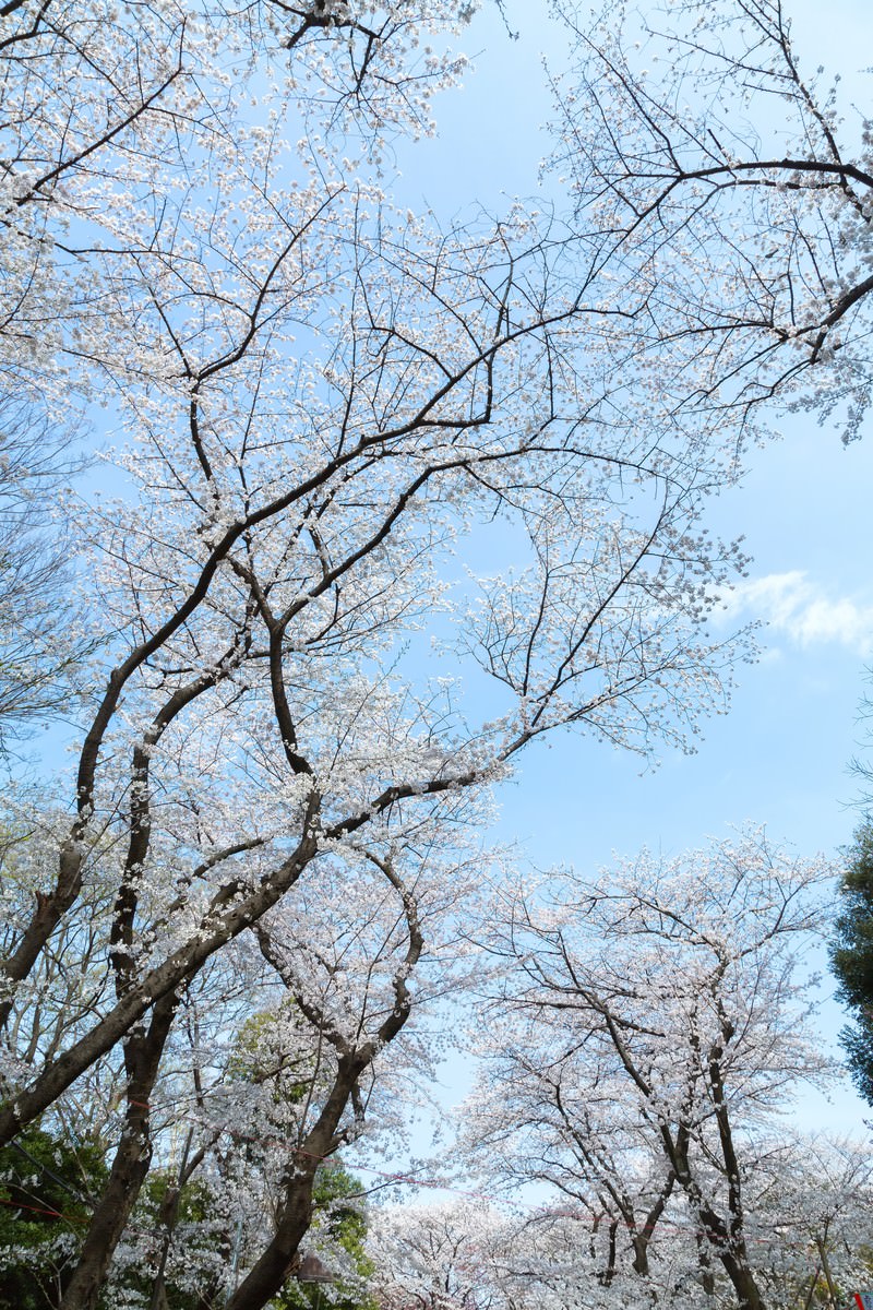 「青空と桜」の写真