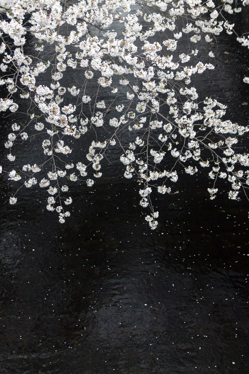 川に散る桜の無料の写真素材 フリー素材 をダウンロード ぱくたそ