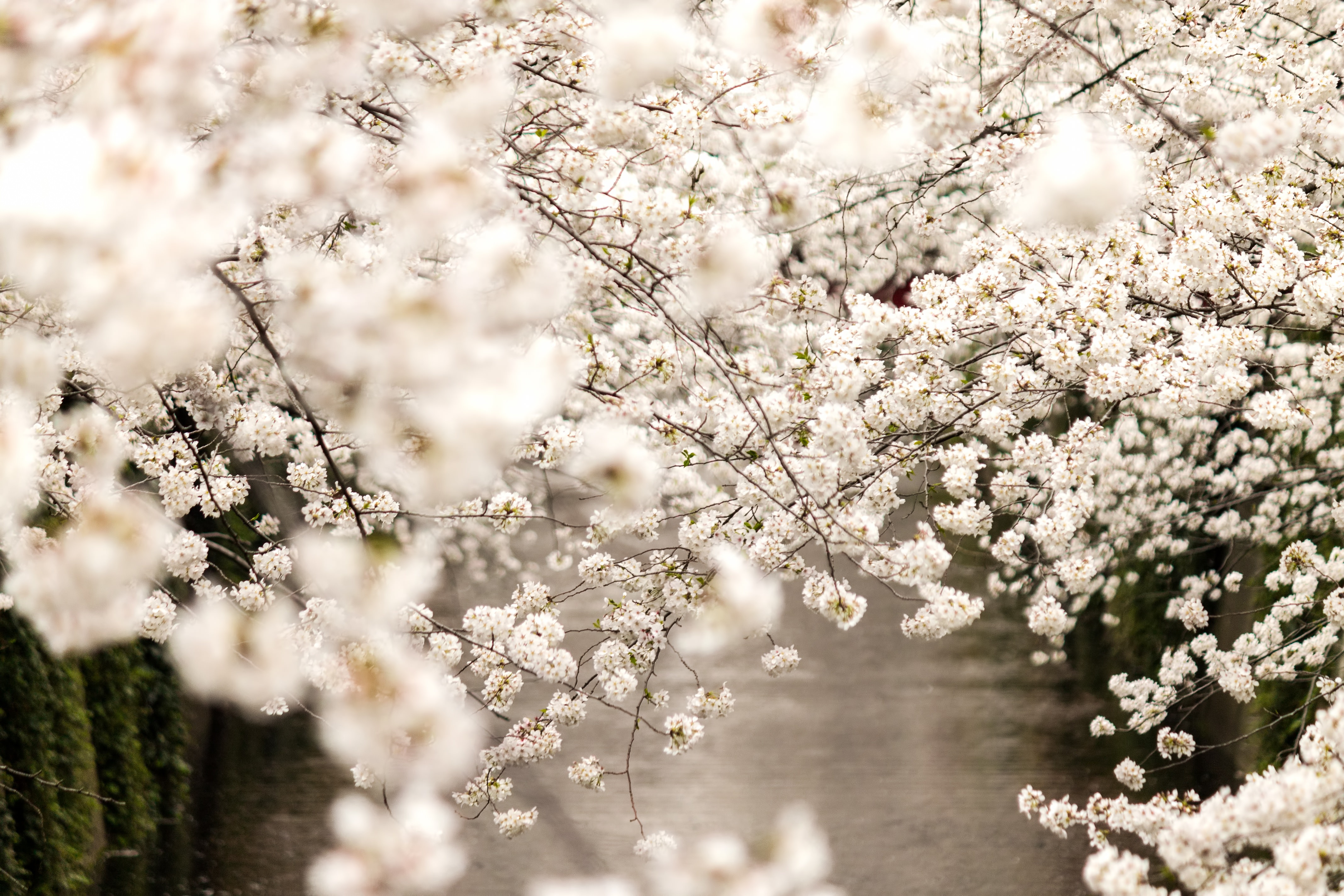 春 桜満開の写真を無料ダウンロード フリー素材 ぱくたそ