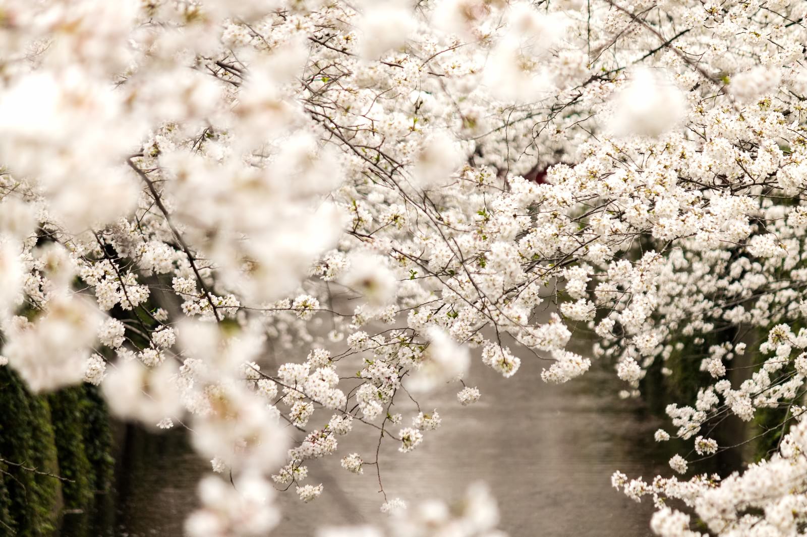 春 桜満開の無料の写真素材 フリー素材 をダウンロード ぱくたそ