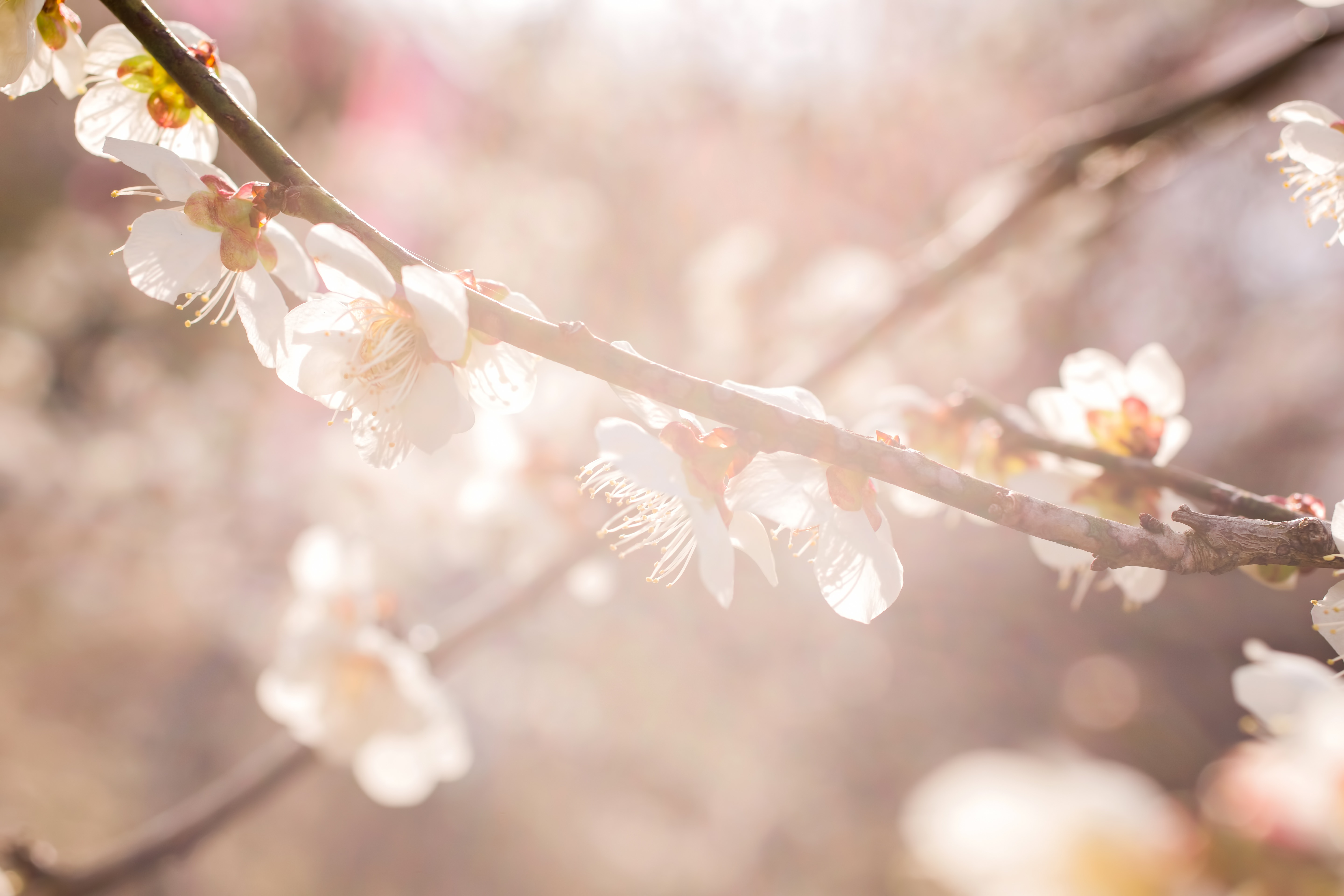 柔らかく暖かい日差しと梅の花の写真素材 ぱくたそ