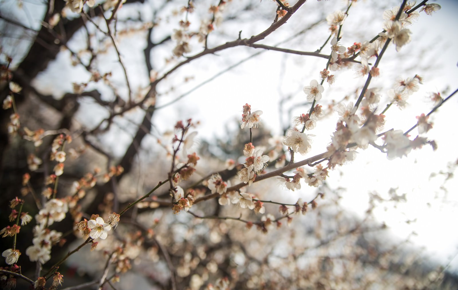 花が散り始めた梅の木の写真素材 ぱくたそ