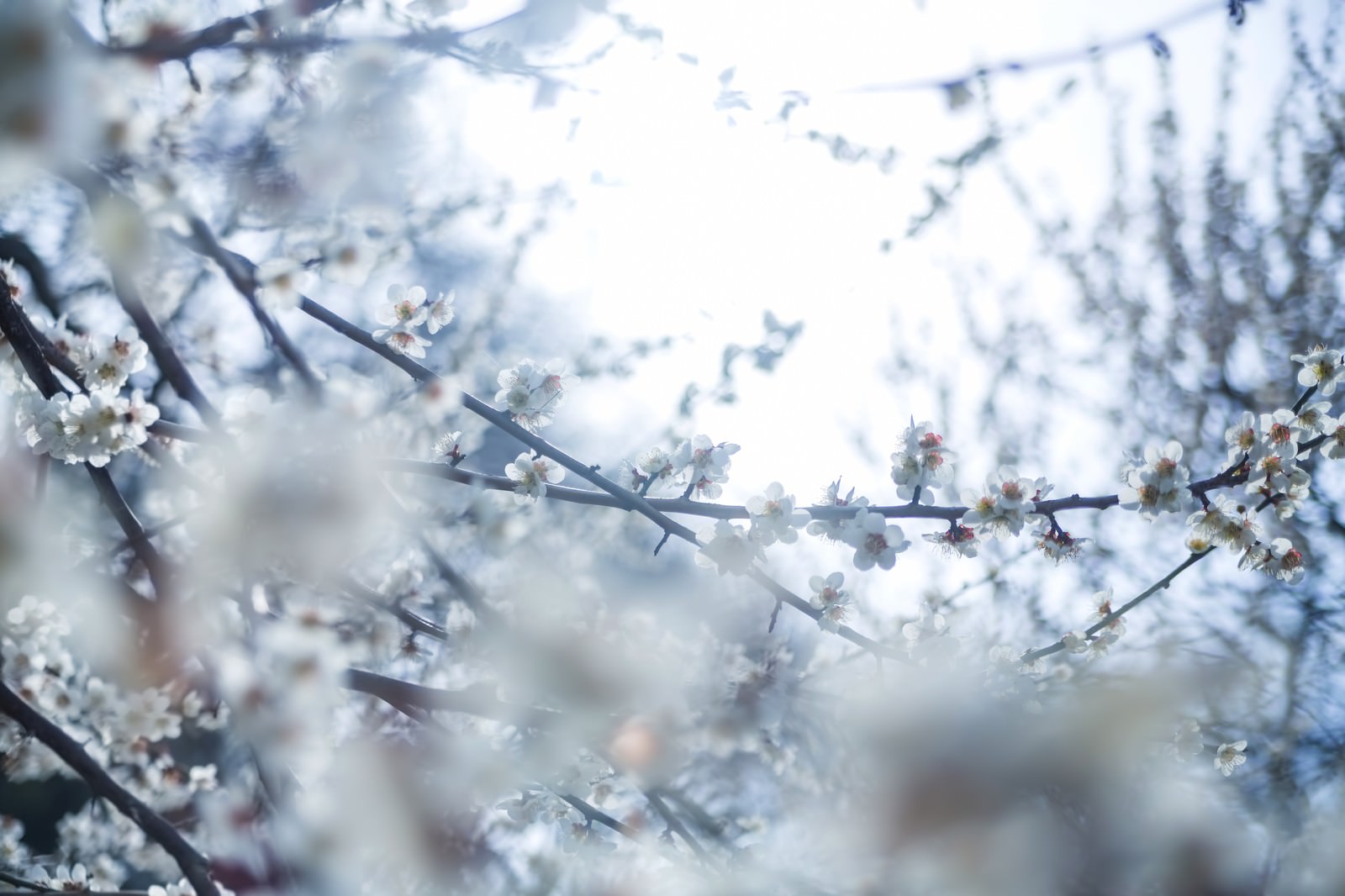 冷たい日差しと梅の花の写真 画像 を無料ダウンロード フリー素材のぱくたそ 冷たい日差しと梅の花の写真 画像 を無料ダウンロード フリー素材のぱくたそ