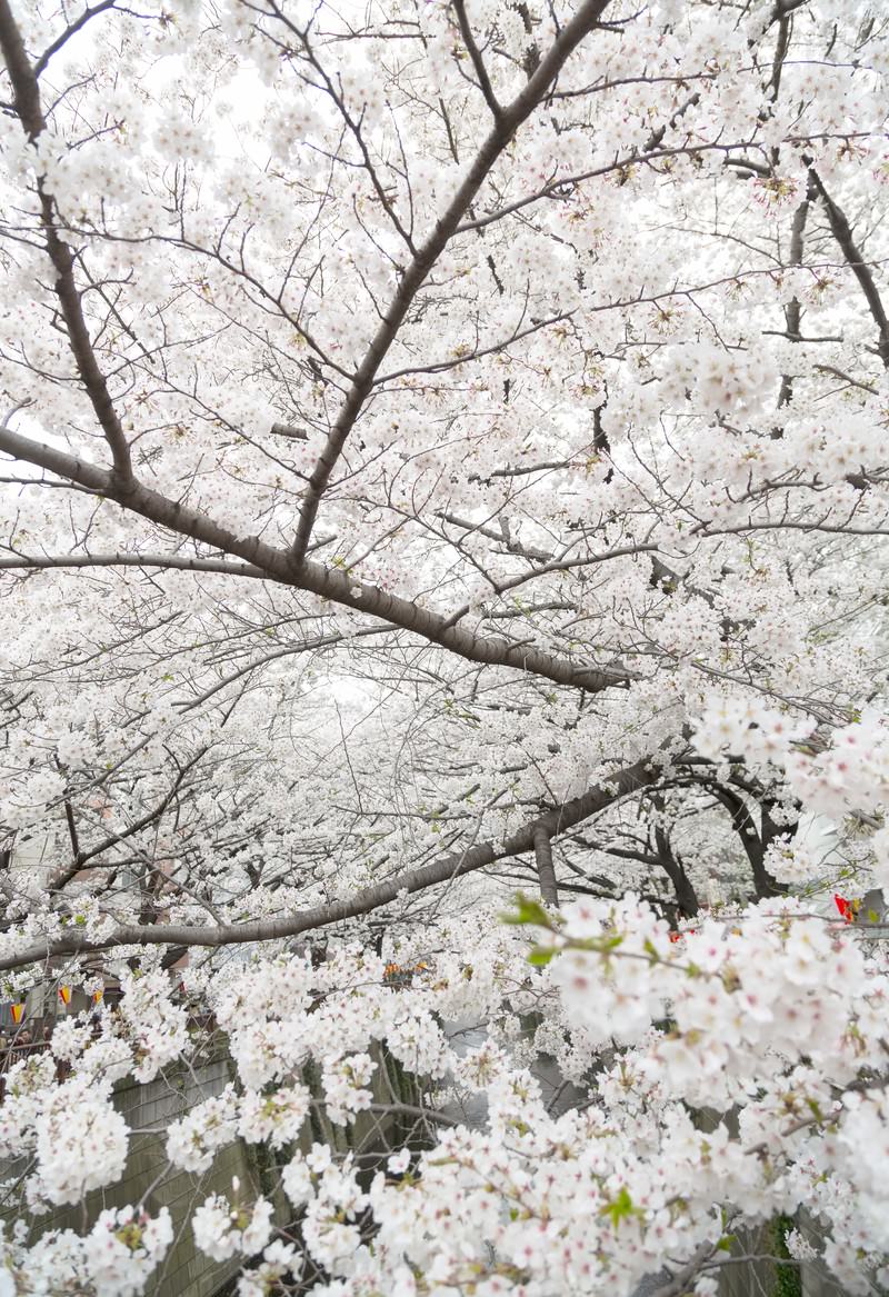 「桜の木々」の写真