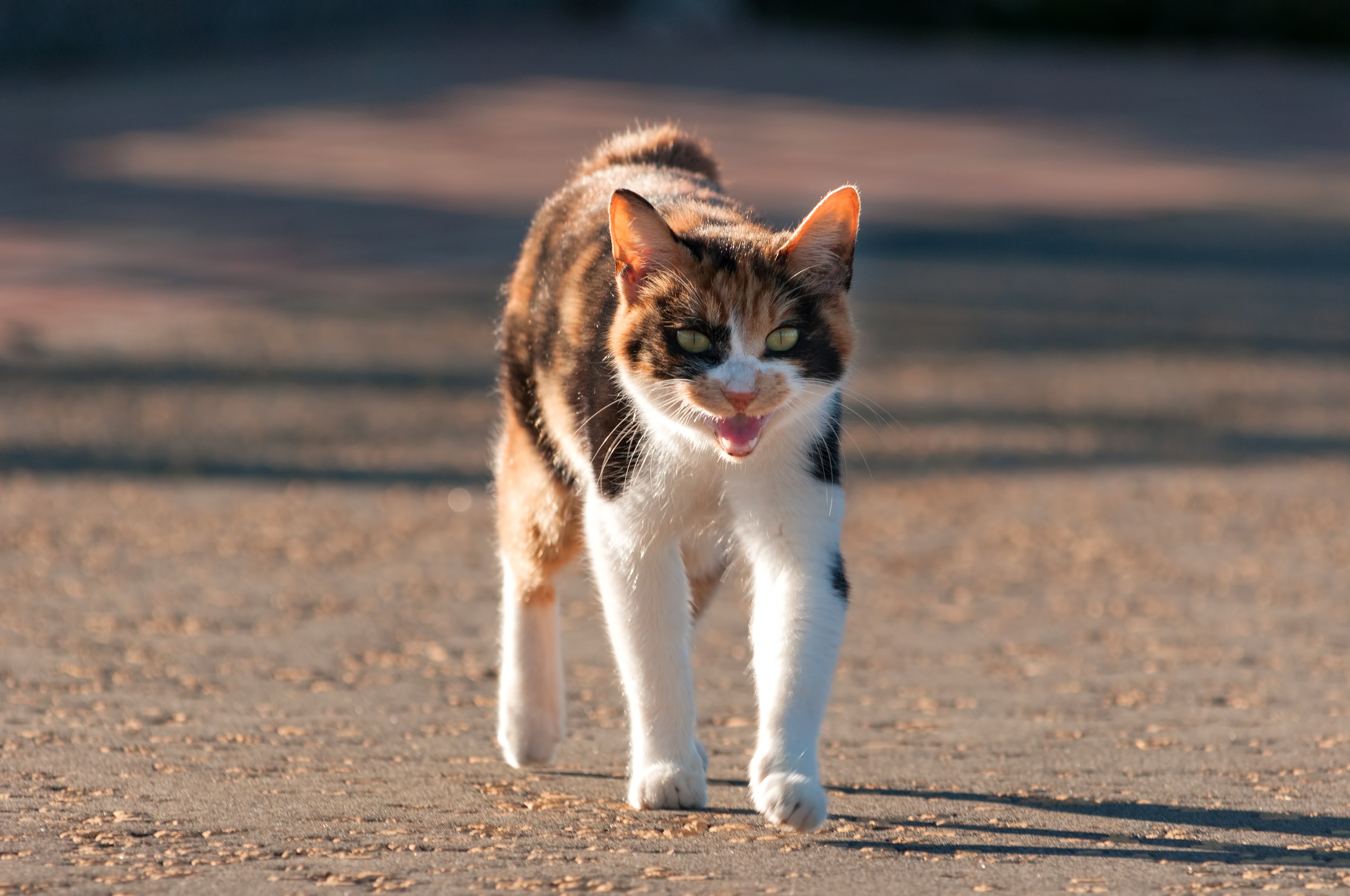 威嚇する猫の写真素材 ぱくたそ