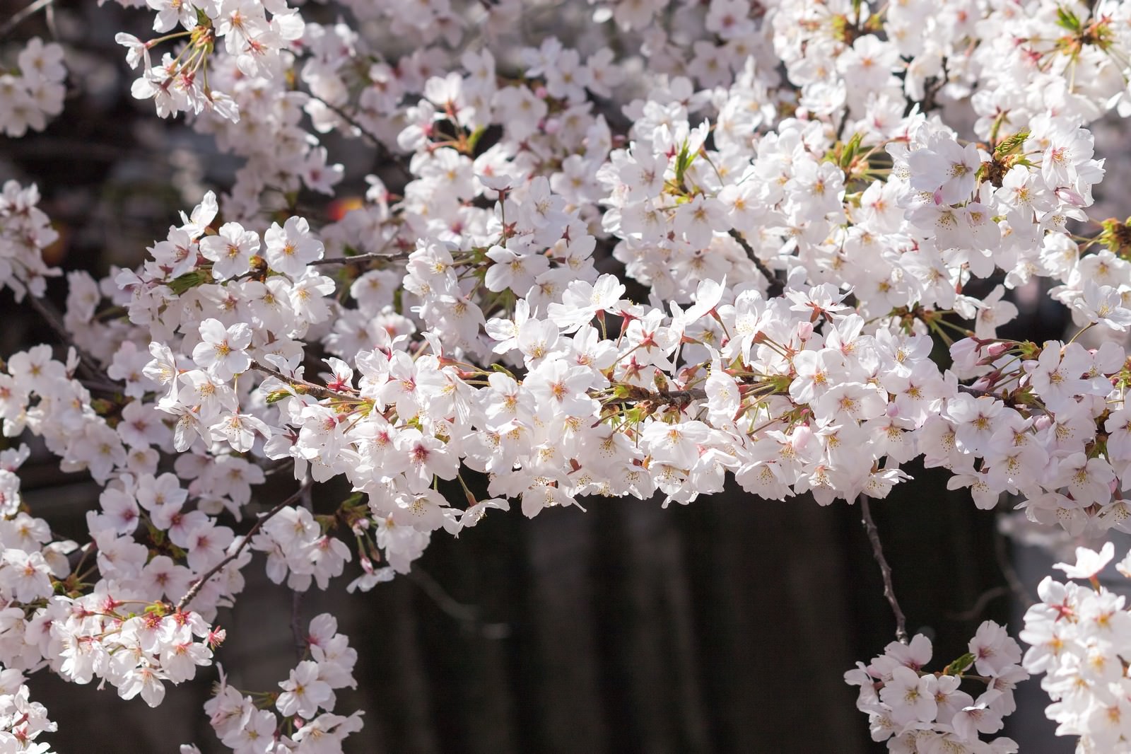 河川の桜の木の写真素材 ぱくたそ