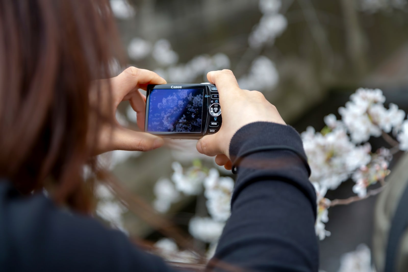 コンデジで桜を撮る女性の写真素材 ぱくたそ