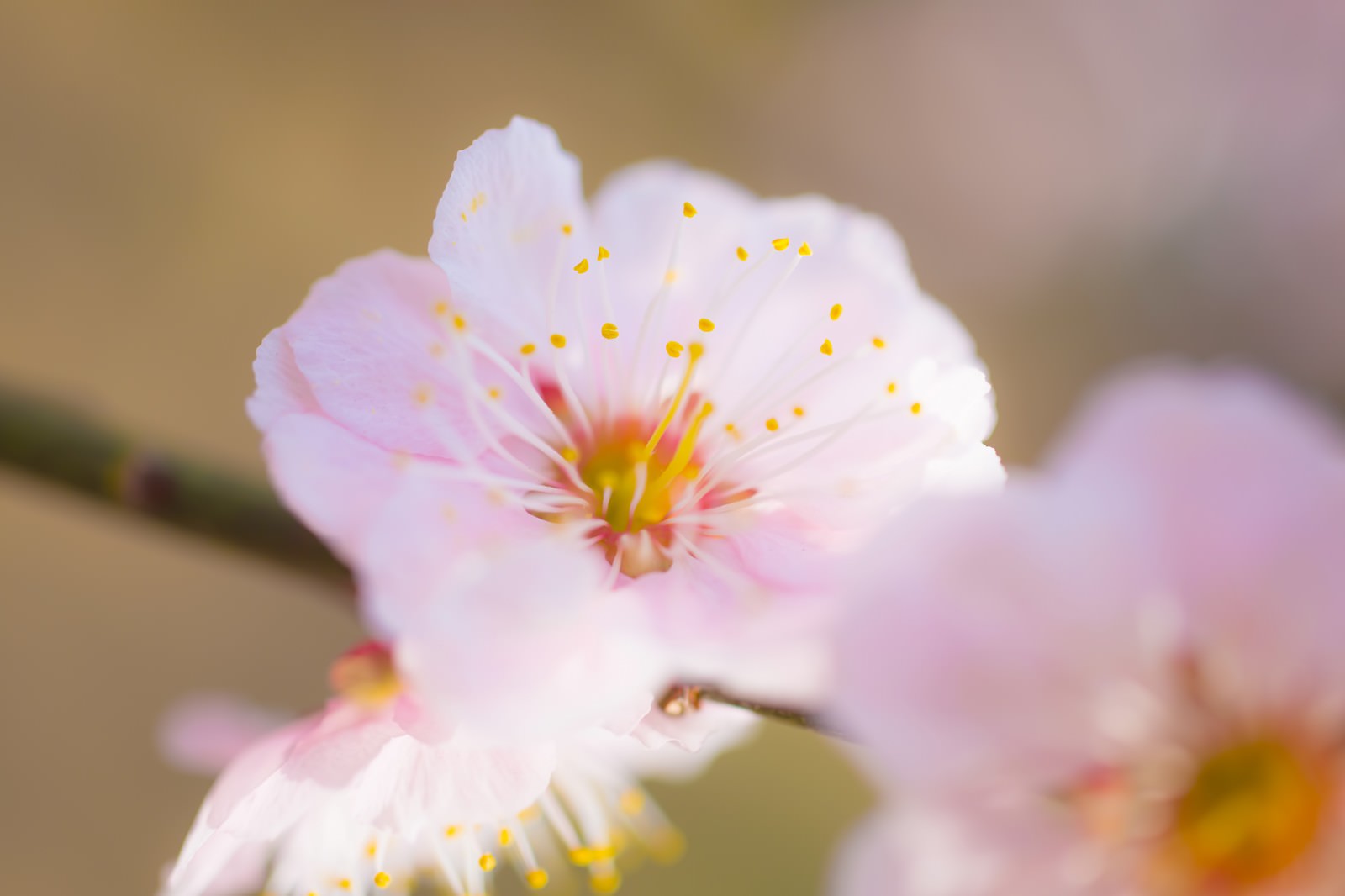 梅の花の写真素材 ぱくたそ