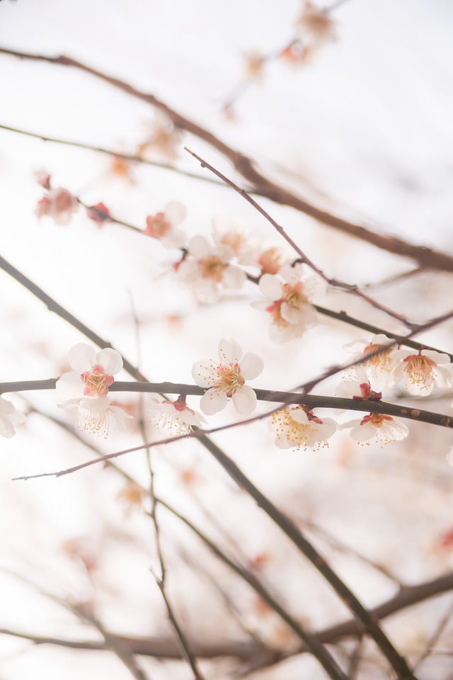 梅の花と春の写真 画像 フリー素材 ぱくたそ