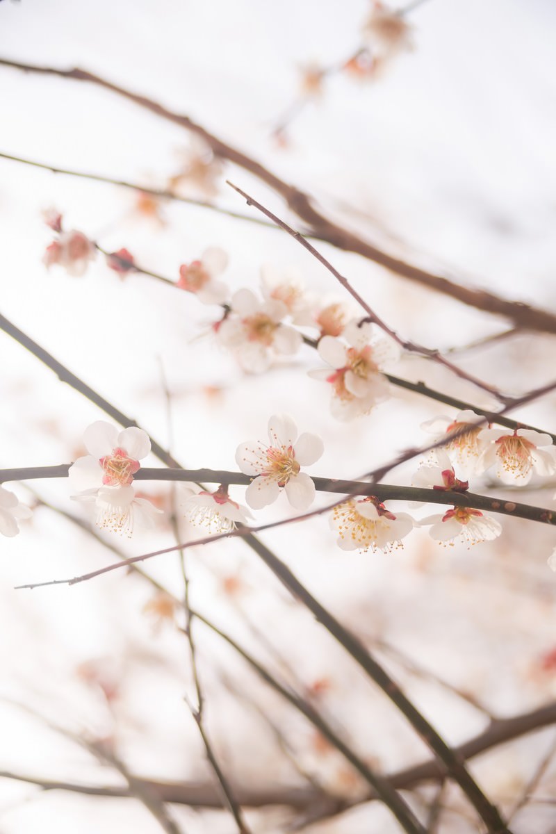 梅の花と春の写真 画像 フリー素材 ぱくたそ