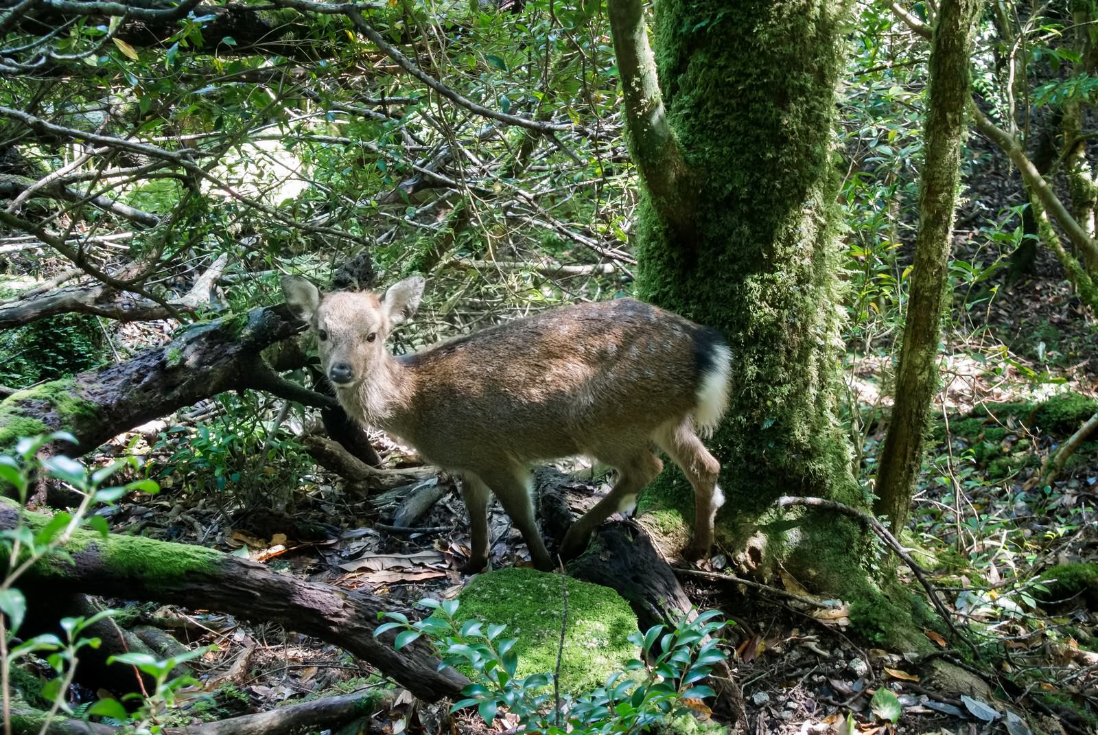 屋久島の森の鹿の写真を無料ダウンロード フリー素材 ぱくたそ