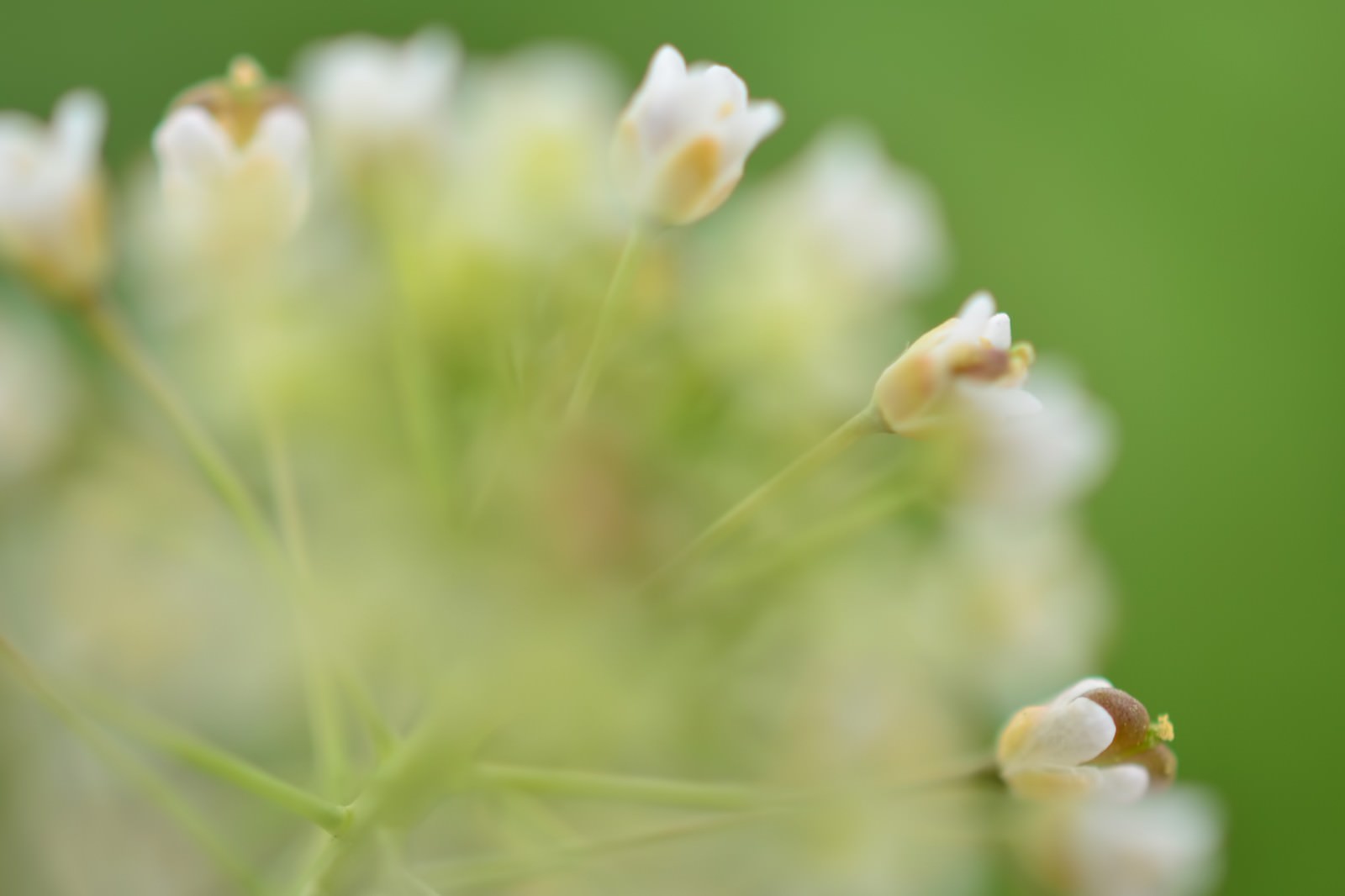 春の花の写真を無料ダウンロード フリー素材 ぱくたそ