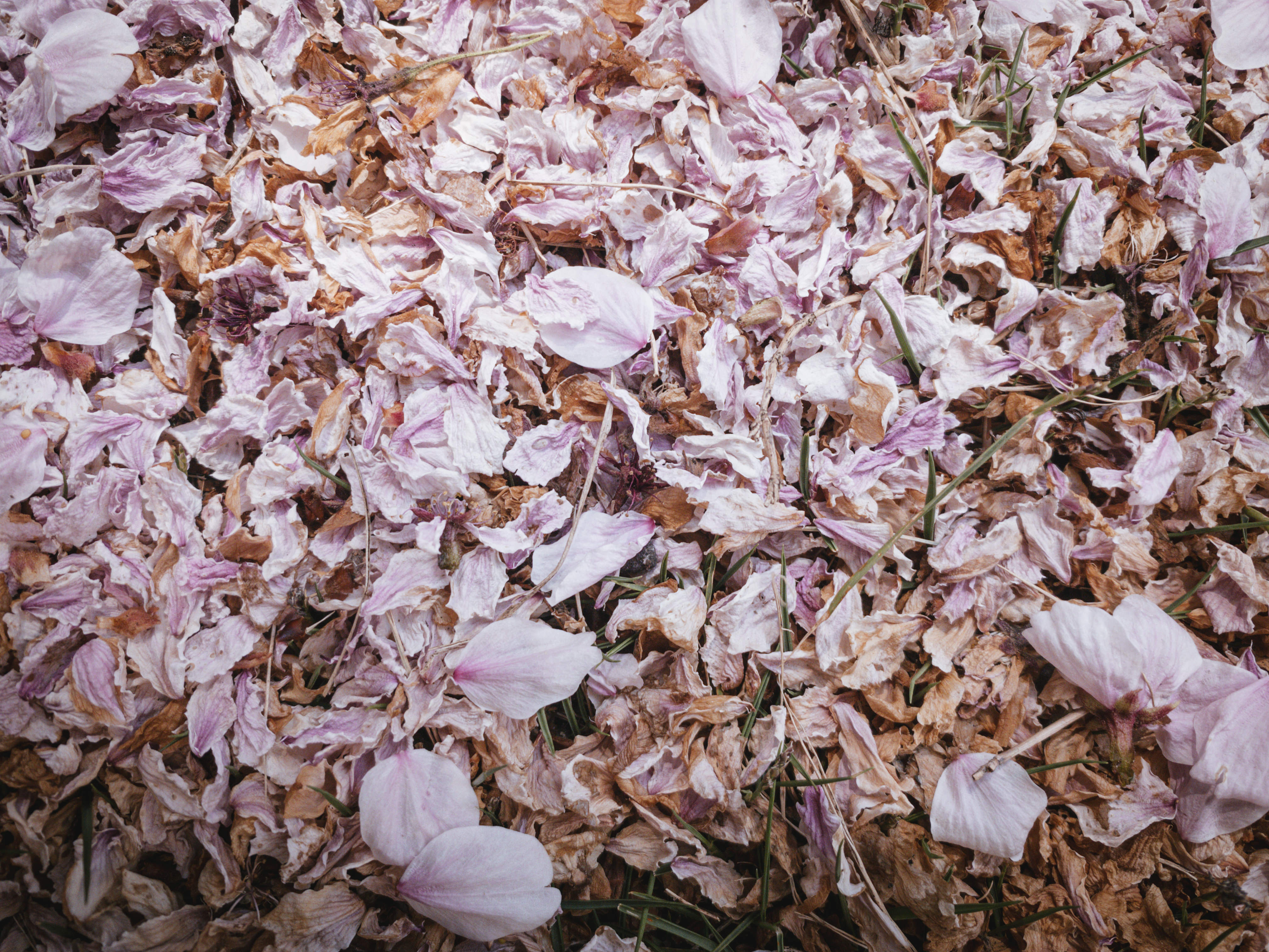 枯れた桜の花びらの写真素材 ぱくたそ