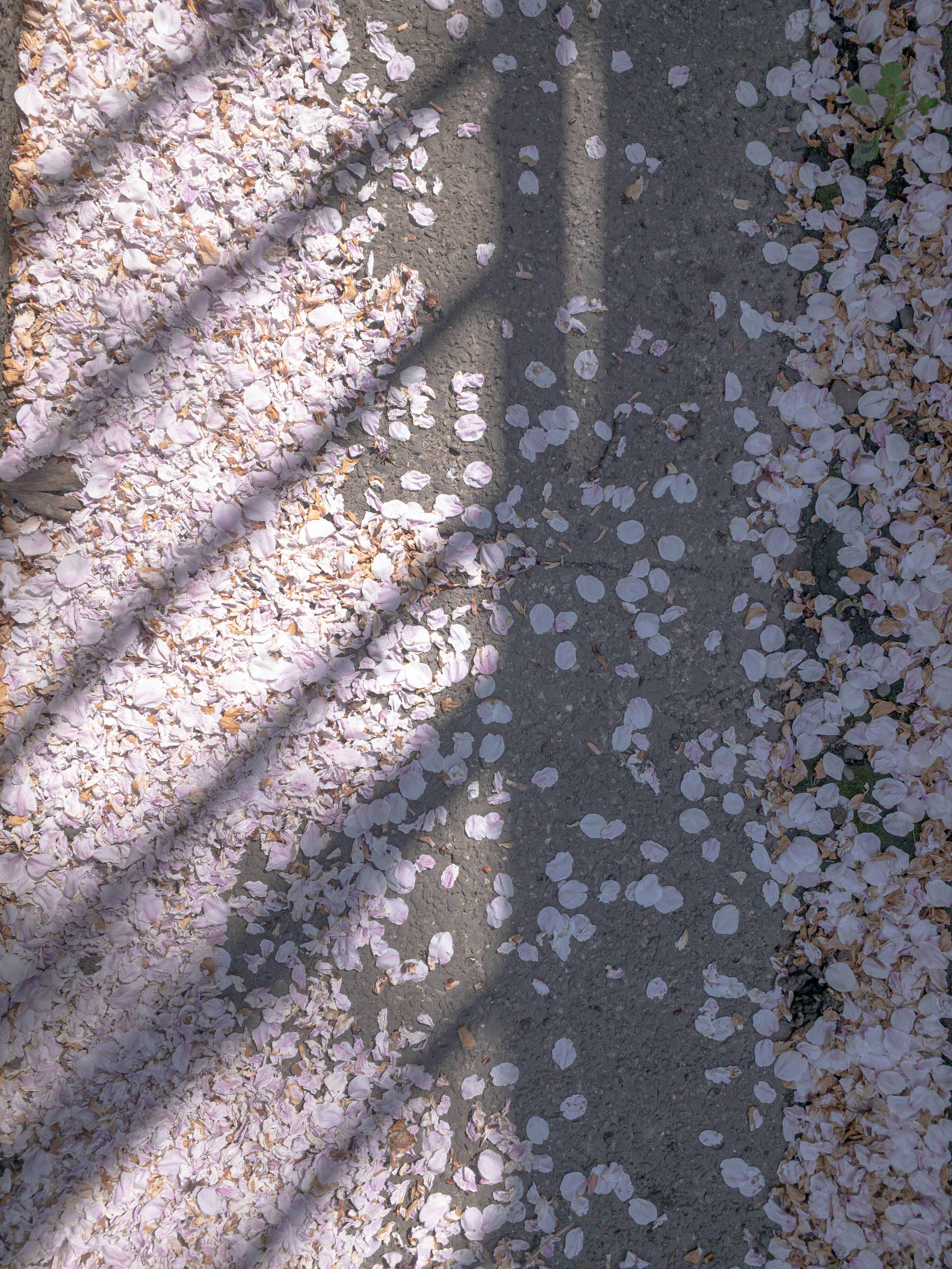 散った桜の花びらと影の写真素材 ぱくたそ