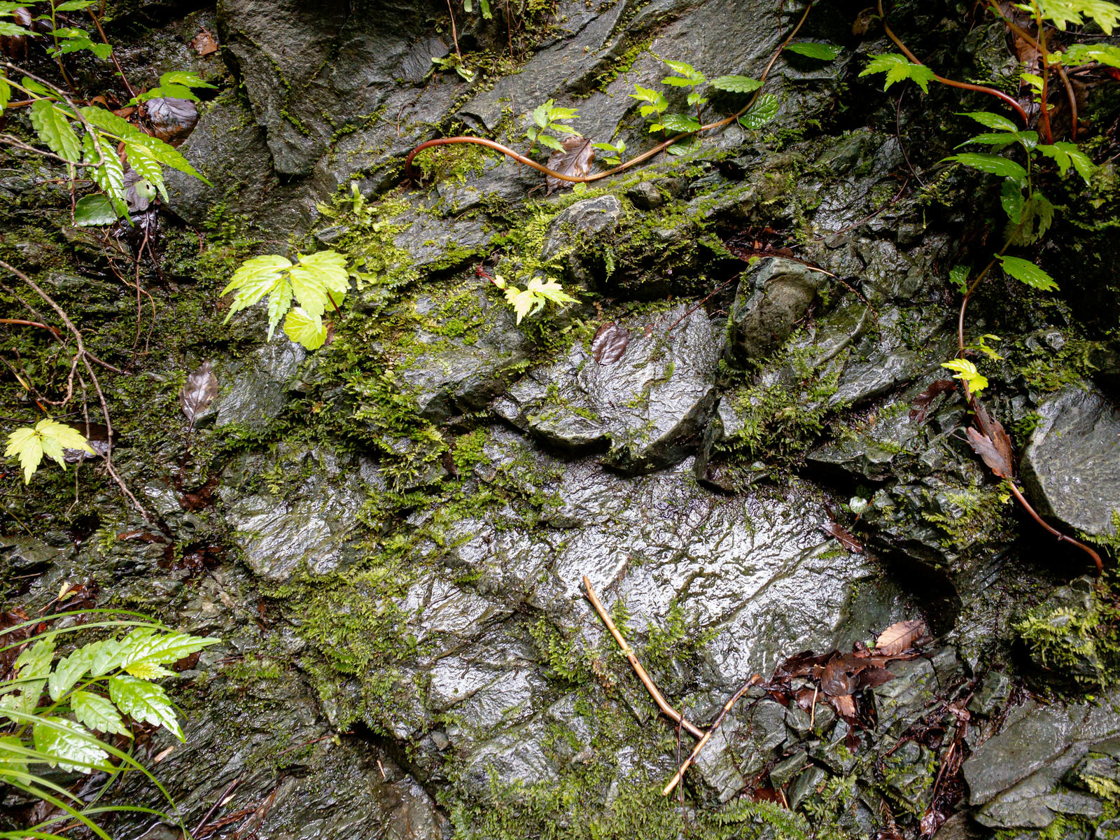 「渓谷の岩場の植物（テクスチャー） | フリー素材のぱくたそ」の写真