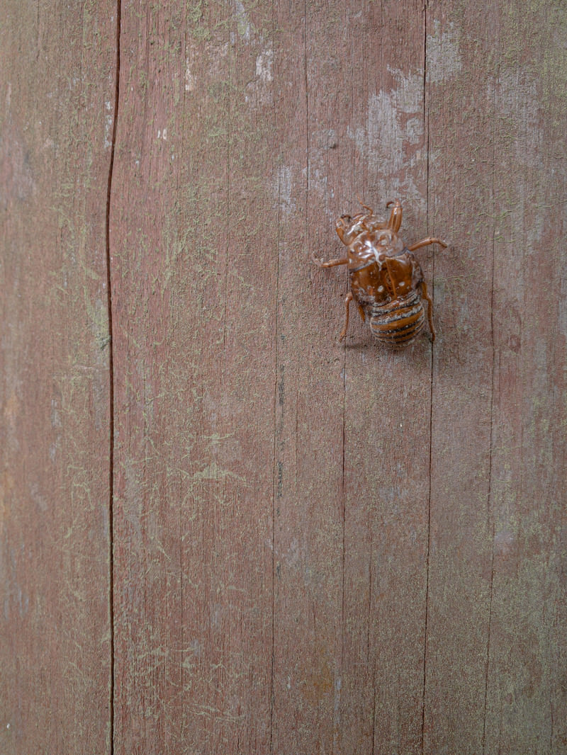 「木材に付いた蝉の抜け殻」の写真