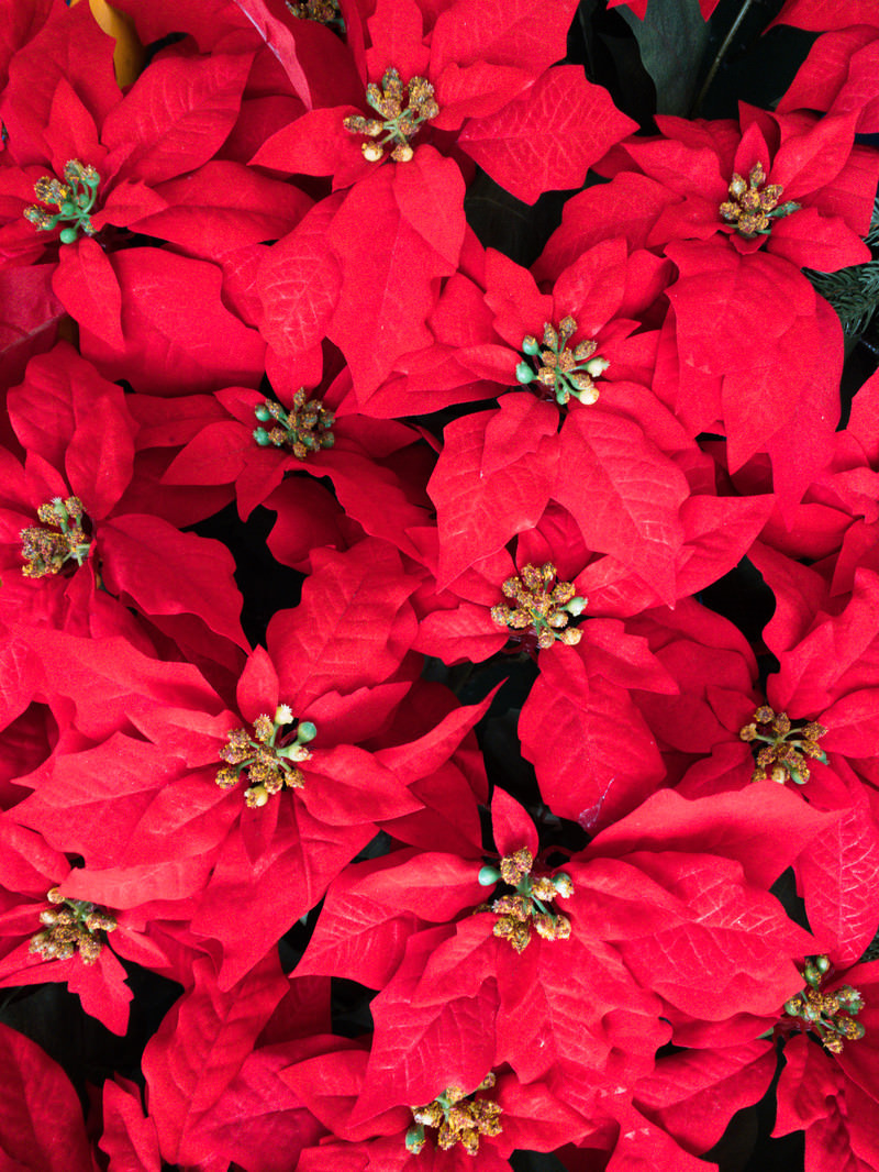 ポインセチアのテクスチャーの写真素材 ぱくたそ