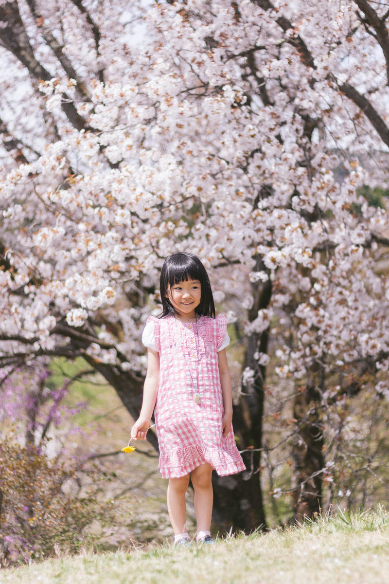 桜の木と女の子の無料の写真素材 フリー素材 をダウンロード ぱくたそ