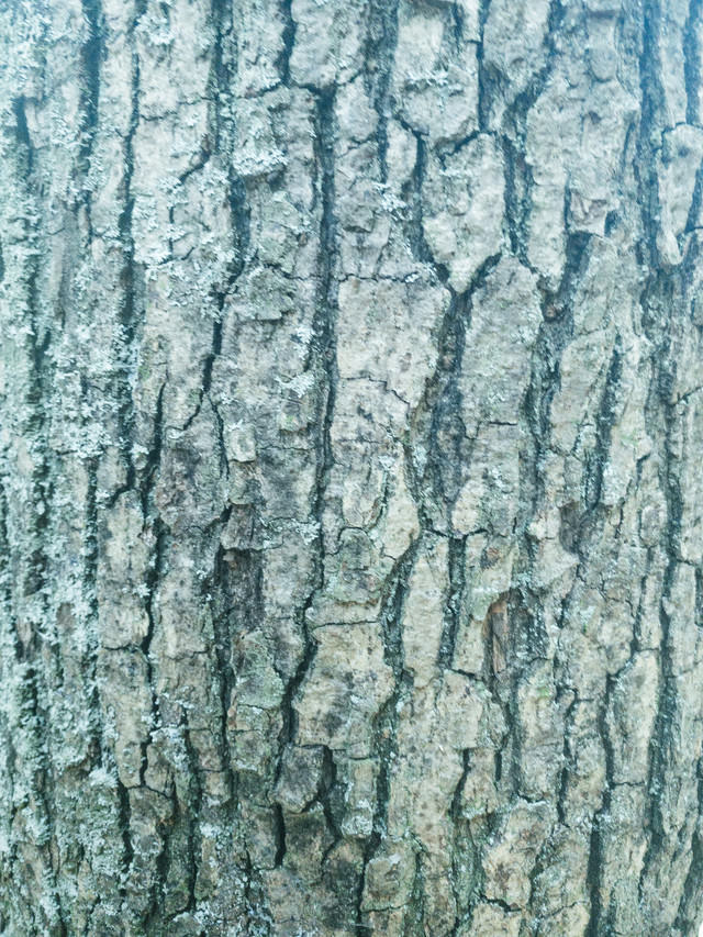 溝だらけの樹皮(テクスチャ)の写真