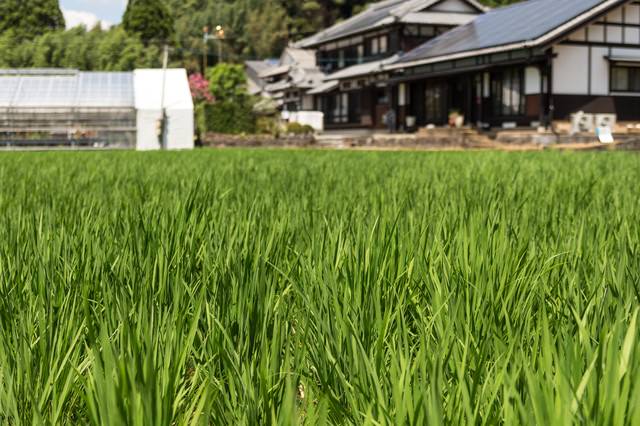 「田んぼと民家」のフリー写真素材