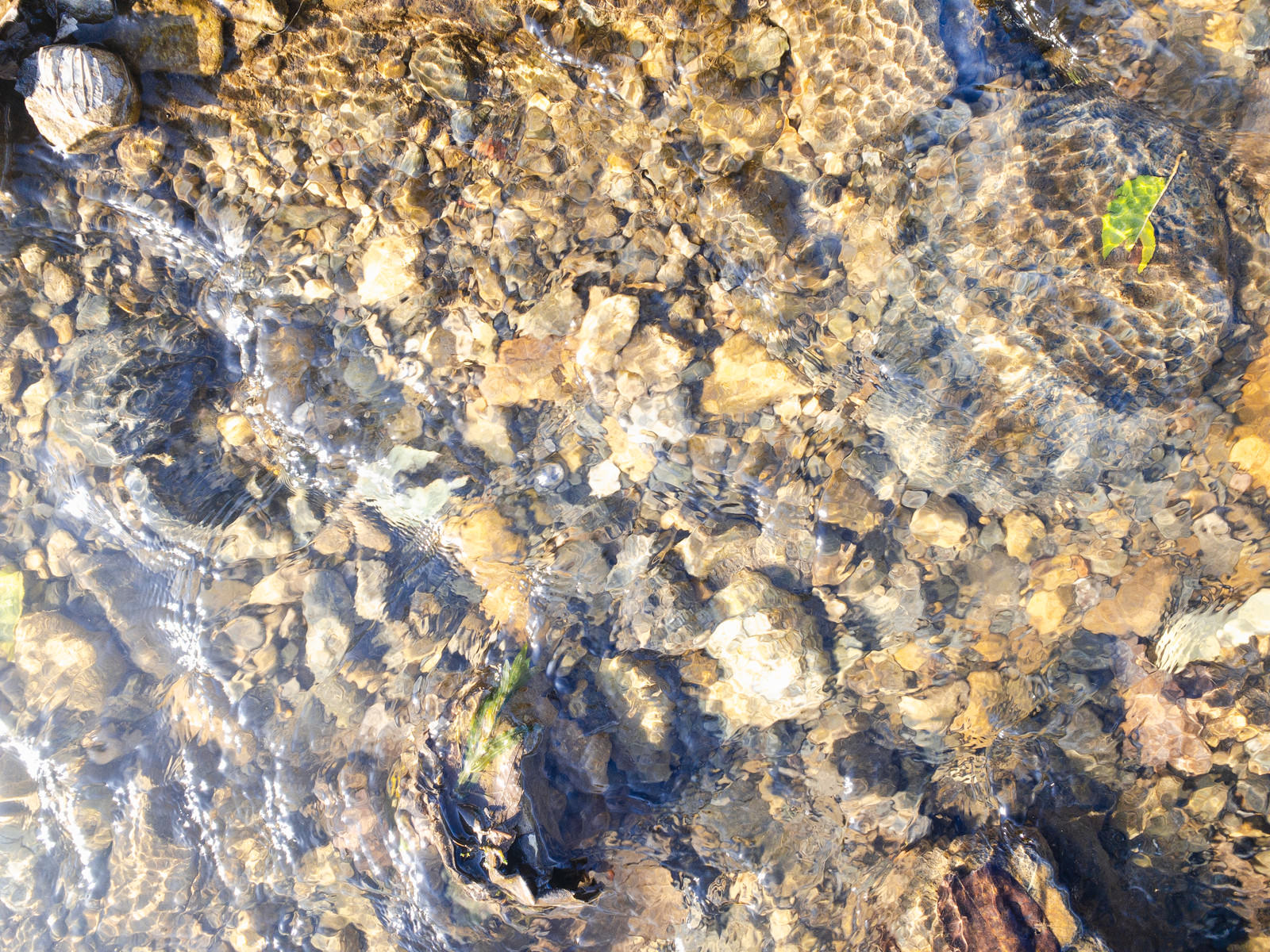 「小石に引っかかる葉っぱと水の流れ（テクスチャー）」の写真