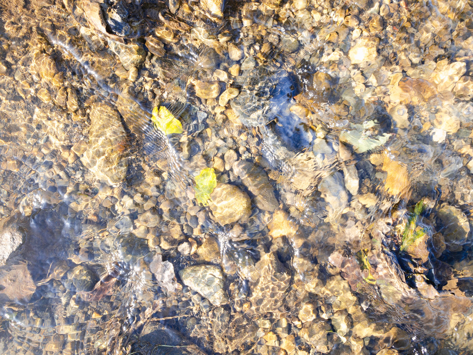 水底に残る葉っぱと水の流れ テクスチャ 無料の写真素材はフリー 水底に残る葉っぱと水の流れ テクスチャ 無料の写真素材はフリー