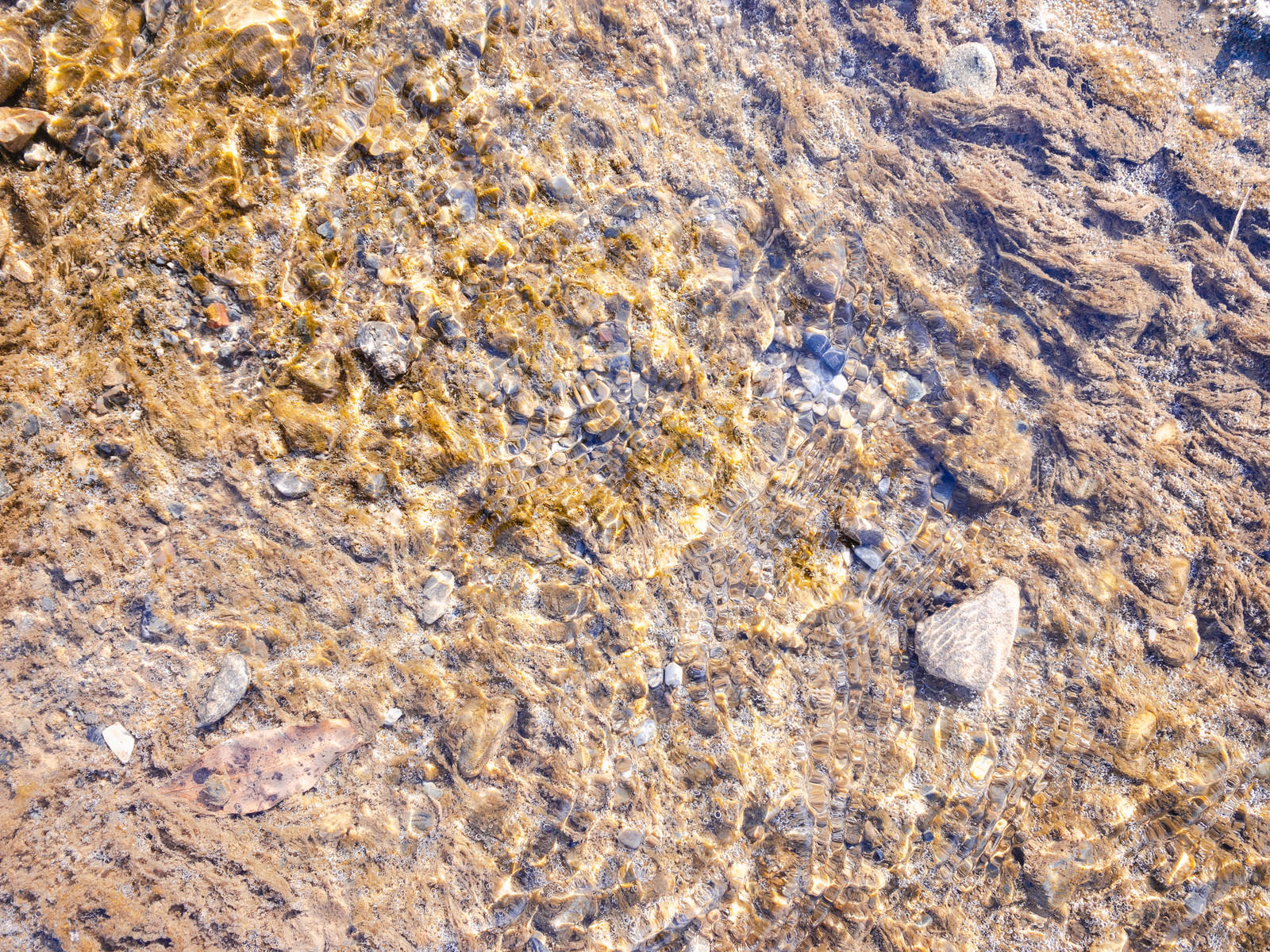 「水底の藻に付く気泡（テクスチャー） | フリー素材のぱくたそ」の写真