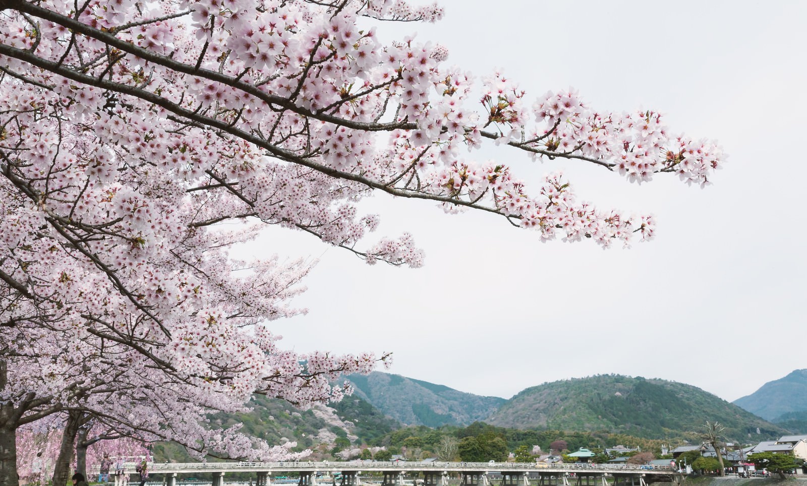 嵐山の桜の写真を無料ダウンロード フリー素材 ぱくたそ 嵐山の桜の写真を無料ダウンロード フリー素材 ぱくたそ