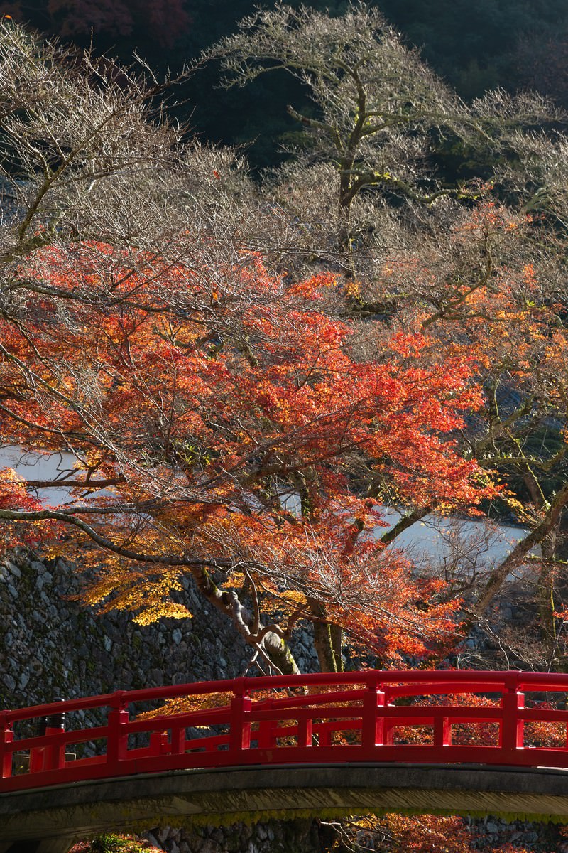 赤い橋と黄葉の写真素材 ぱくたそ