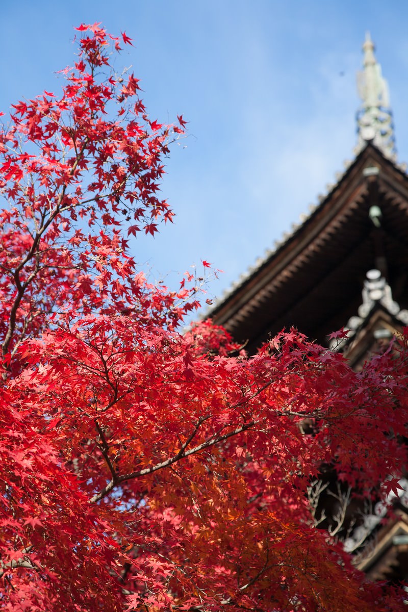 「紅葉と五重塔紅葉と五重塔」のフリー写真素材を拡大