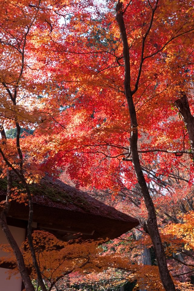 かやぶき屋根と紅葉の写真
