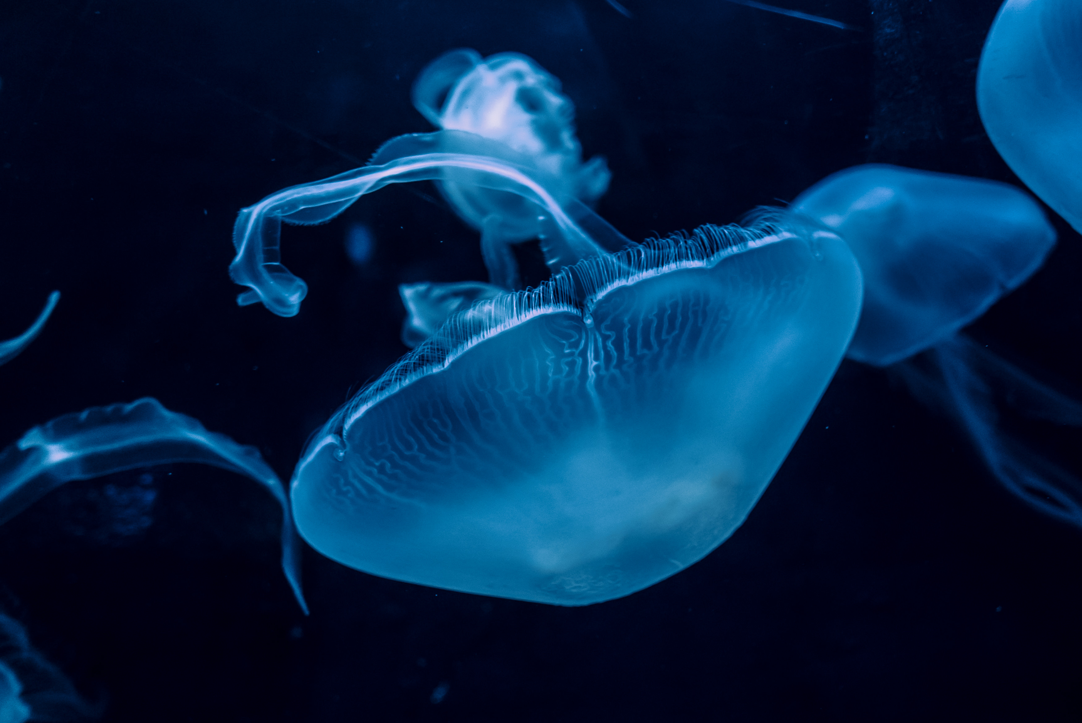 優雅に浮かぶクラゲの写真 画像 フリー素材 ぱくたそ